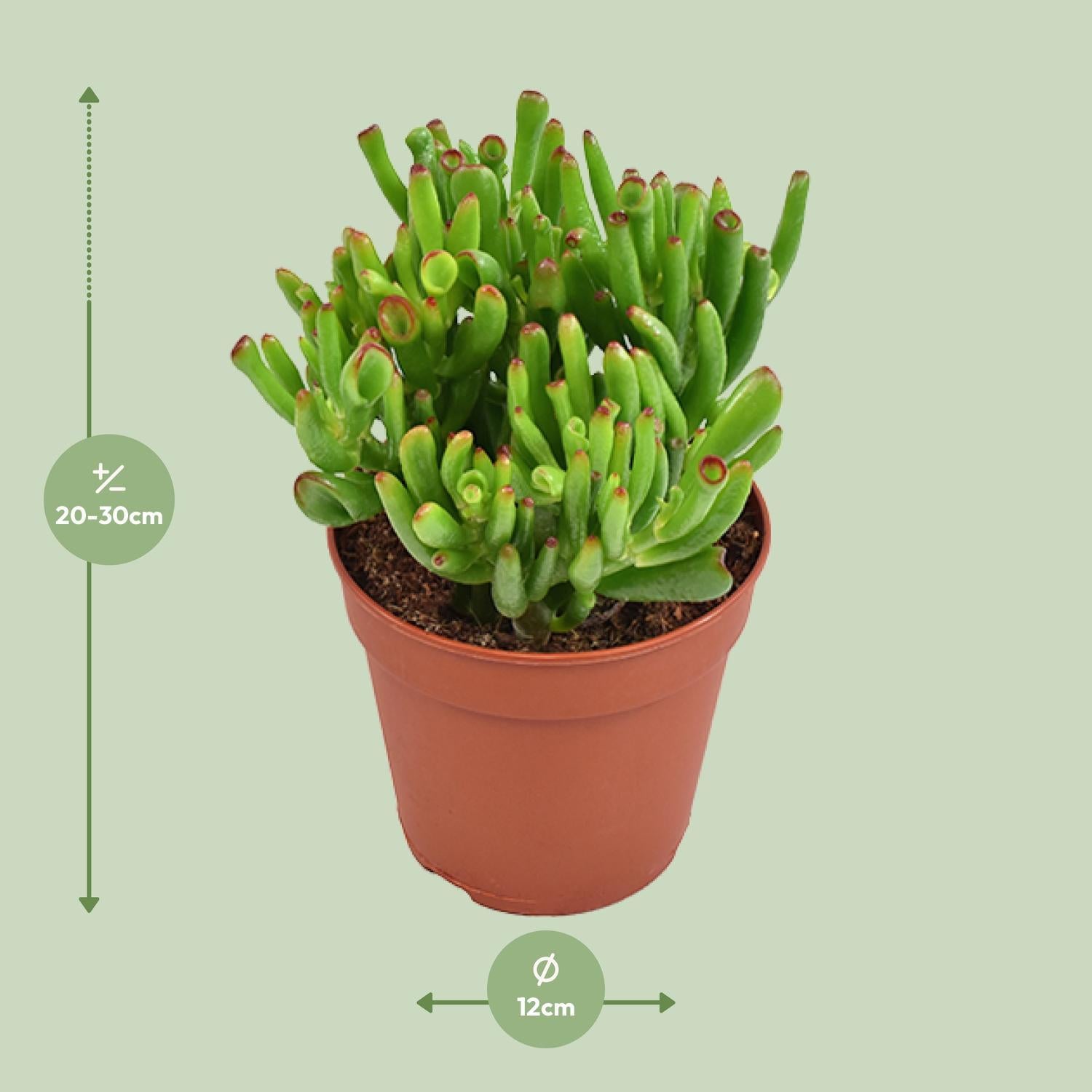 Gummibaum - Crassula Ovata Hobbit - Jadepflanze - Ø12cm - ↕23cm