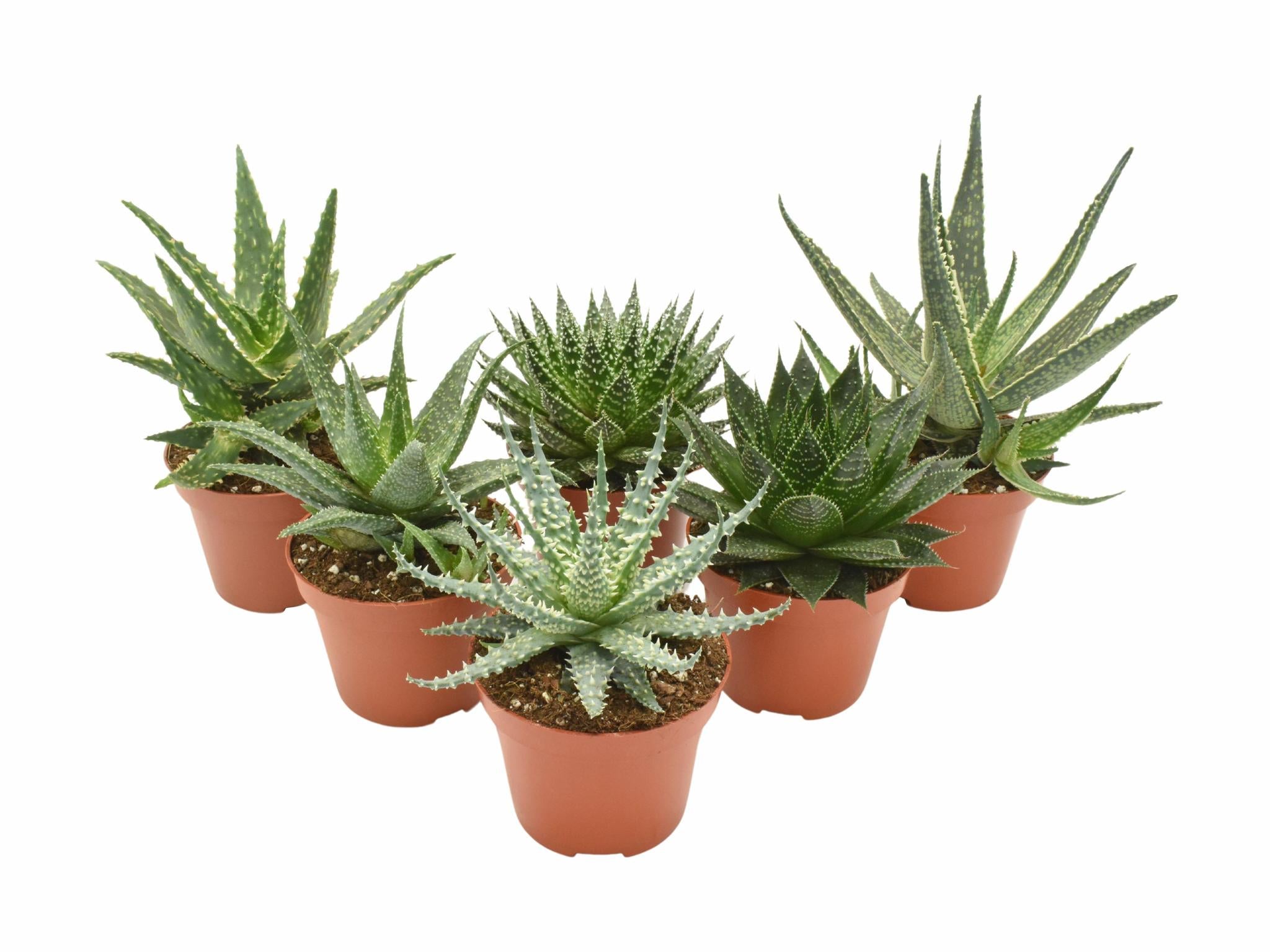 Aloe Mix - 6 Stücke - Ø10,5cm - ↕14cm