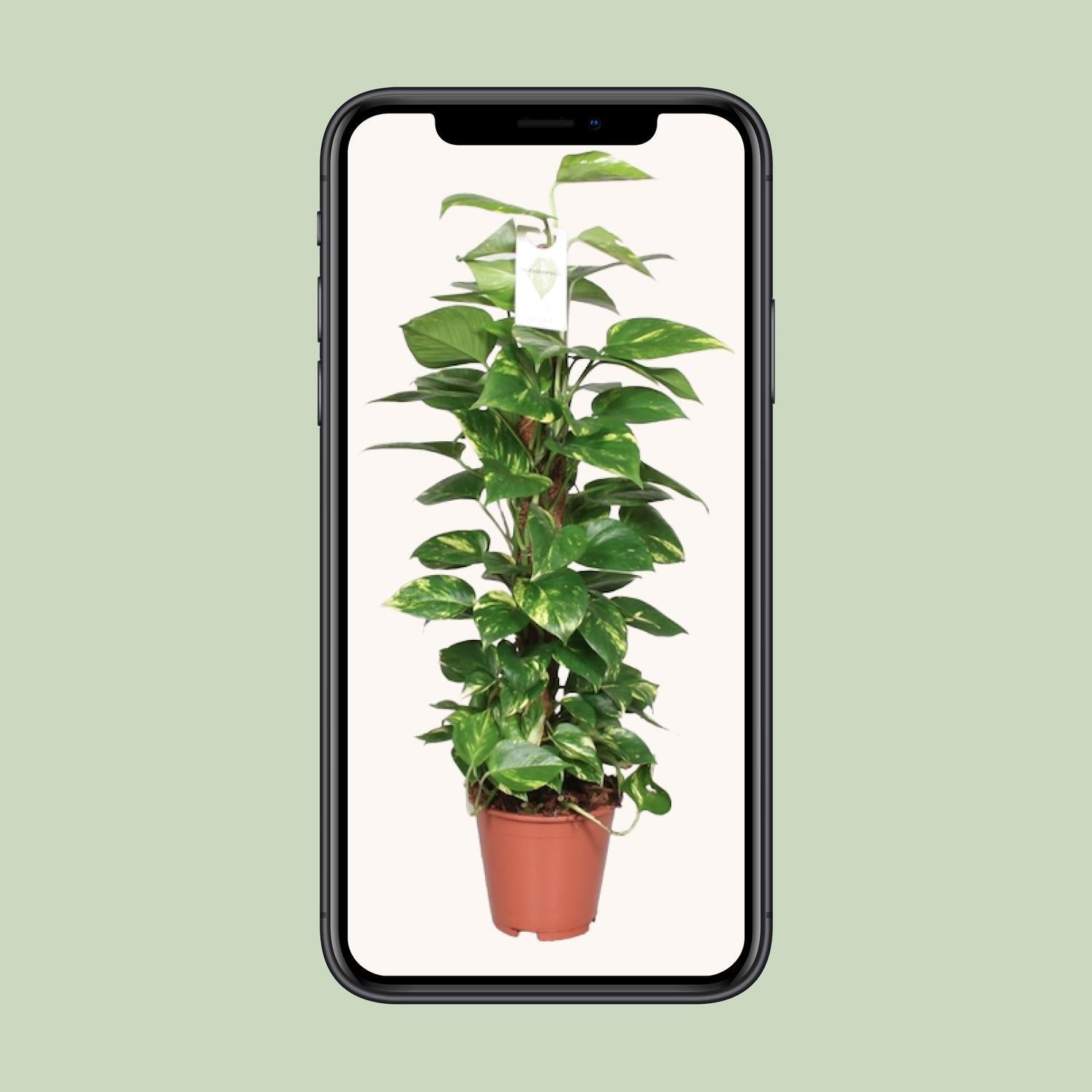 Efeutute - Epipremnum Aureum Pinnatum - mit Moosstab