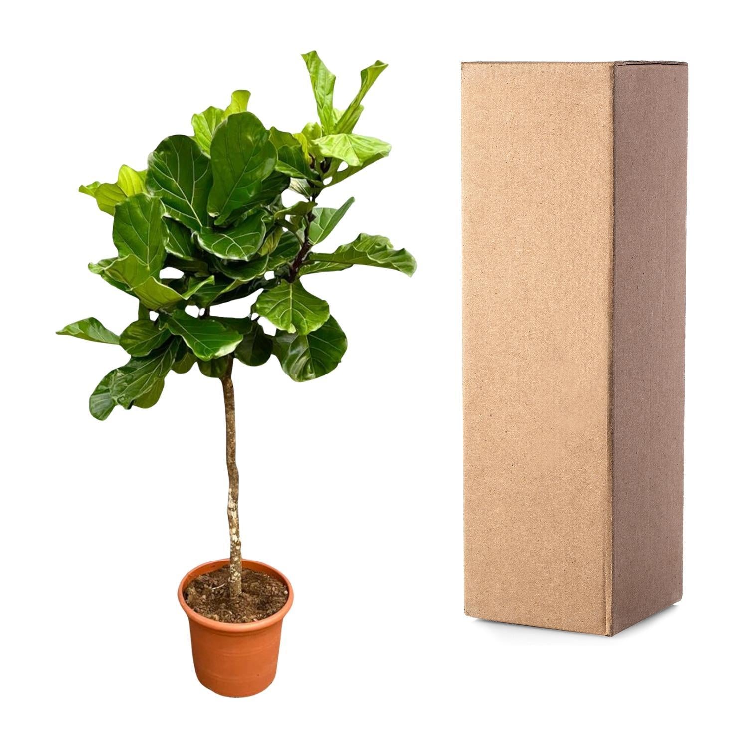 Geigenfeige - Ficus Lyrata Baum XXL - 210 cm - ø40