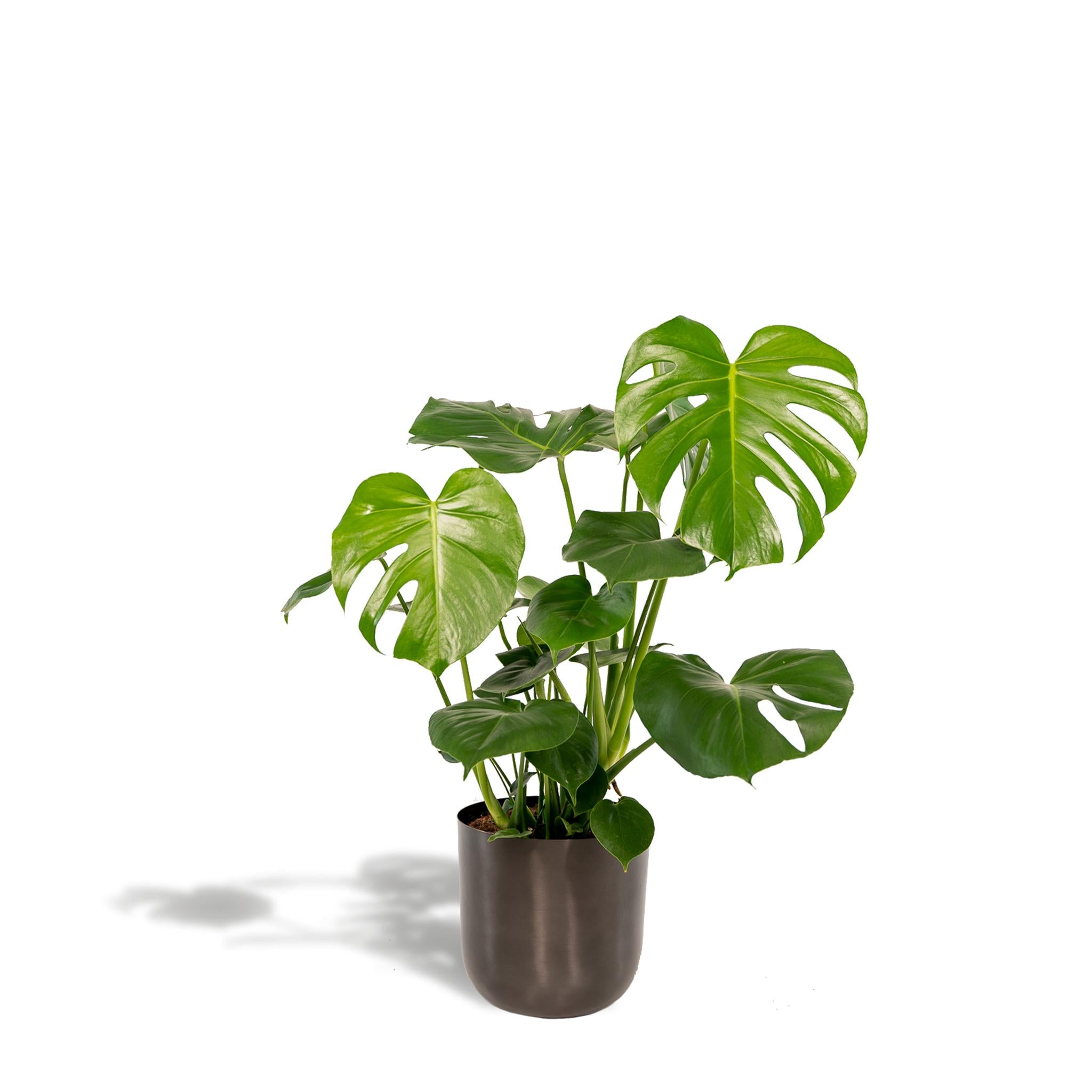 Monstera Deliciosa + Pot Mayk Lood - ↨80cm - Ø21cm