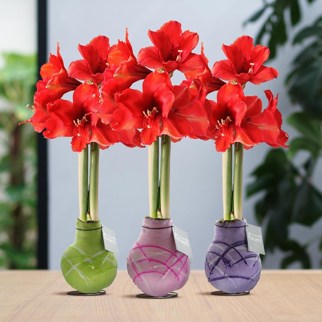 No Water Flowers® (wax amaryllis) | Waxz® Art Monet Mix (3 pack) + Red flower