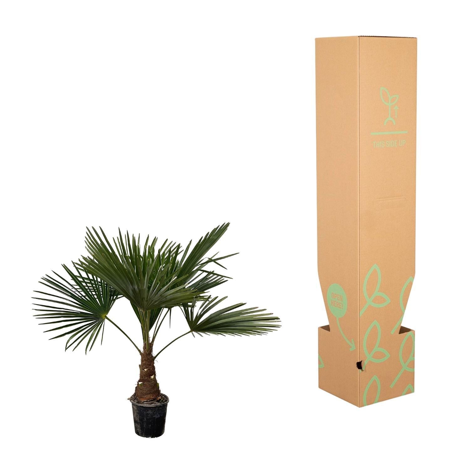 Trachycarpus - 100cm - Ø21