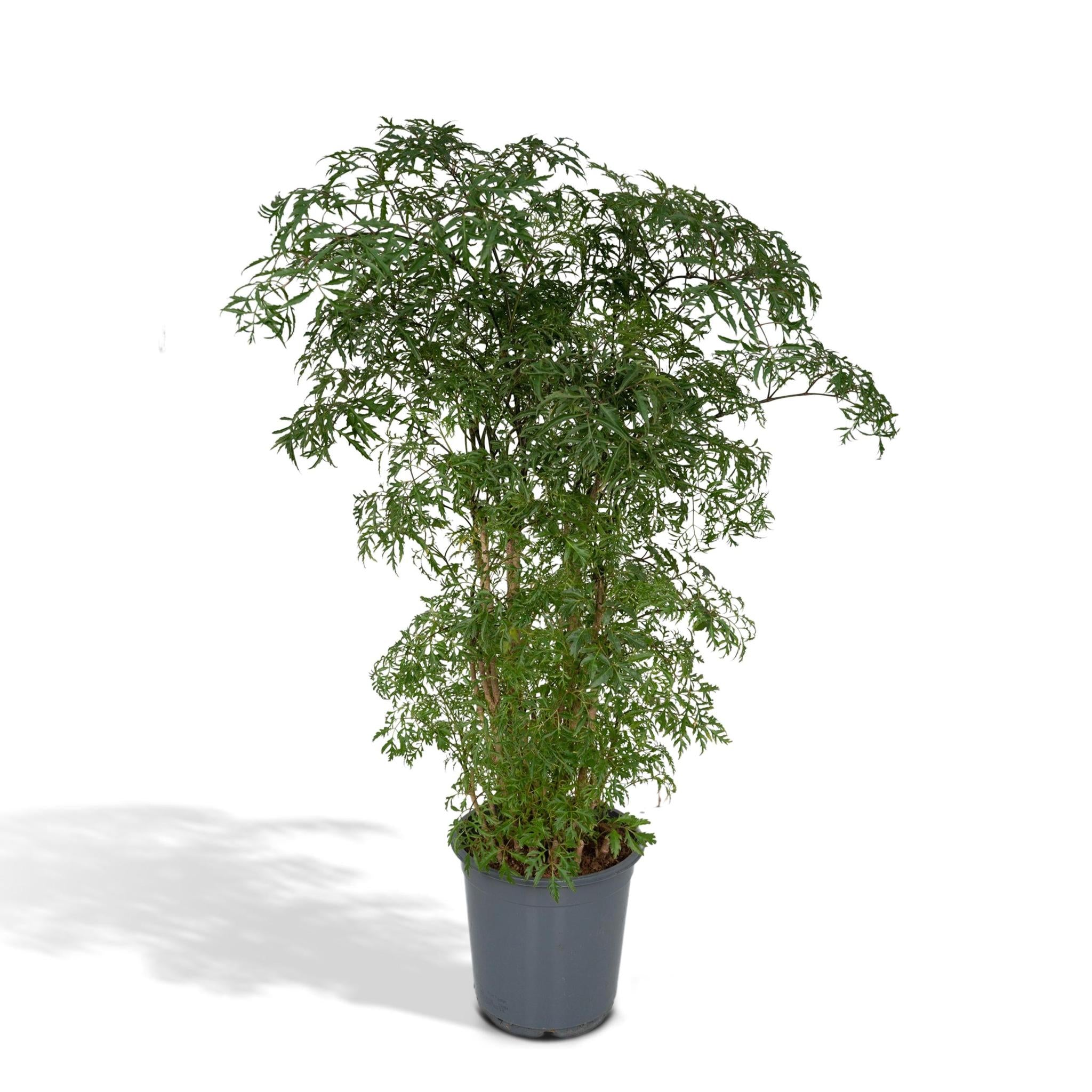 Ming Aralie - Polyscias Fruticosa (Aralia) - Ø21cm - ↕75cm