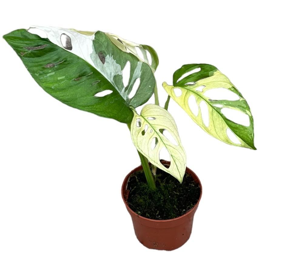 Schweizer Käsepflanze - Monstera Adansonii Variegata - Ø10,5cm - ↕15cm