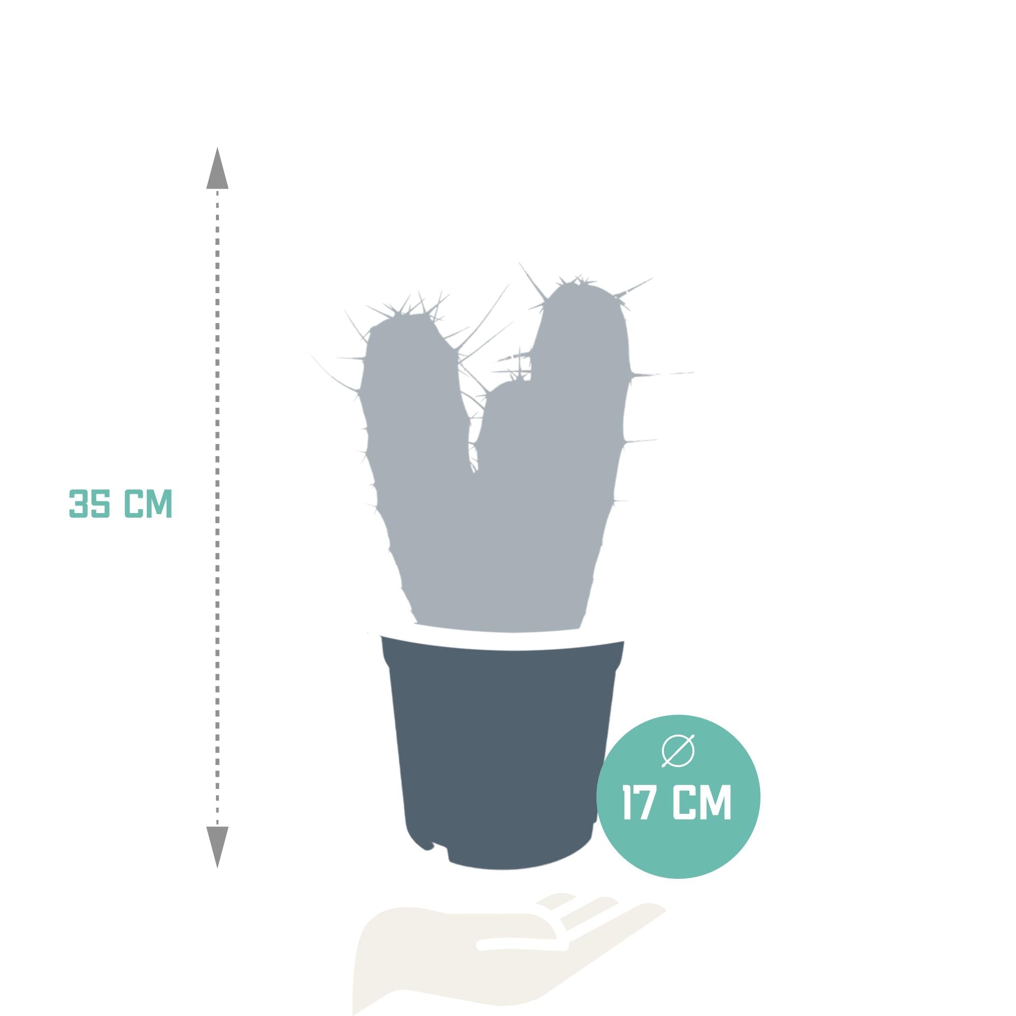 Myrtillocactus-Geometrisierung 17 cm - zonder pot