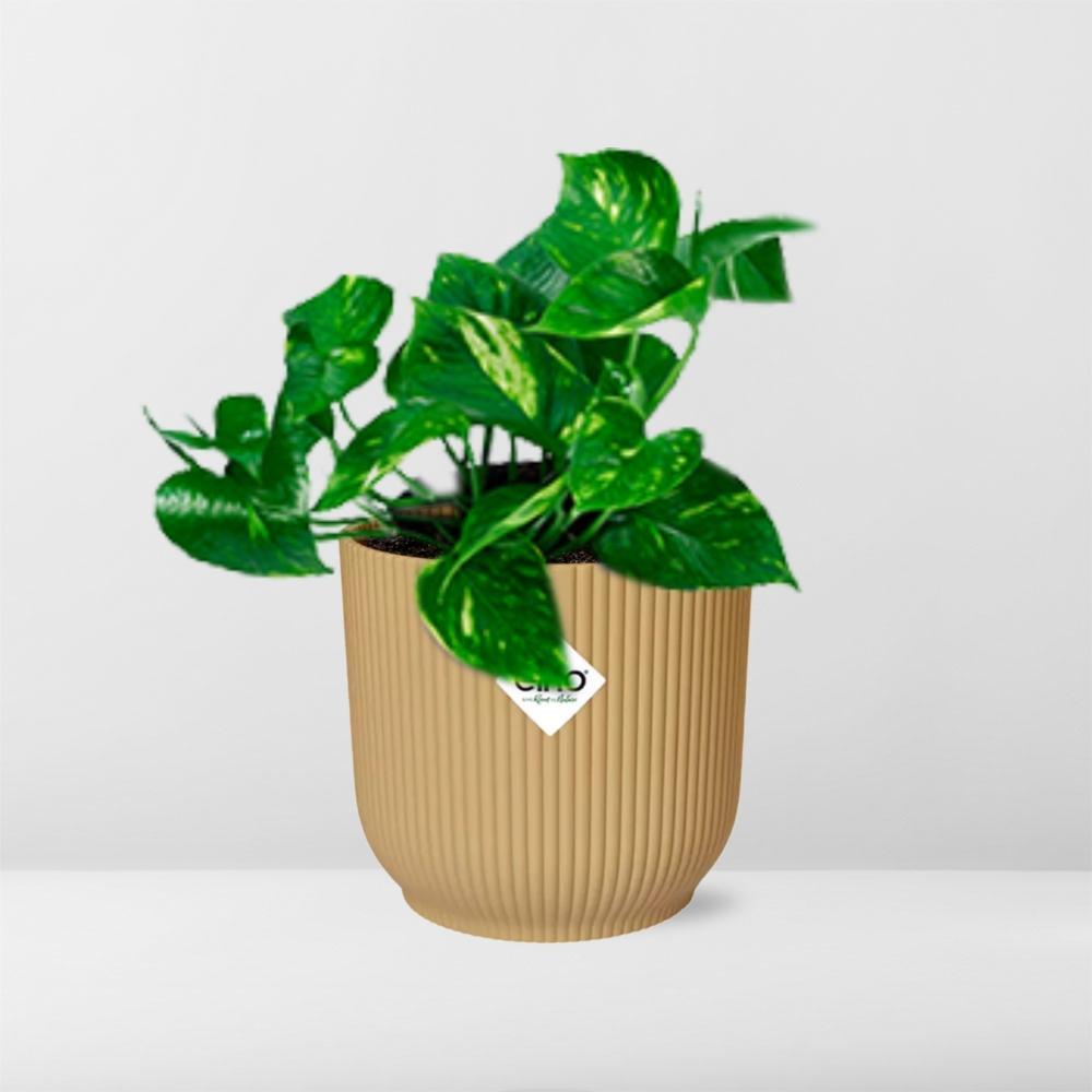 Efeutute - Epipremnum Pinnatum ‘Aureum’ in ELHO Vibes Fold 14cm geel Topf gelb