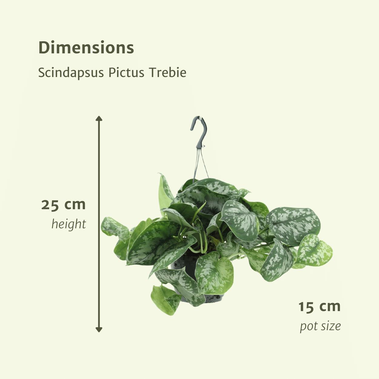 Scindapsus Pictus Trebie (Epipremnum) - 2 stuks - Ø15cm - ↕25cm