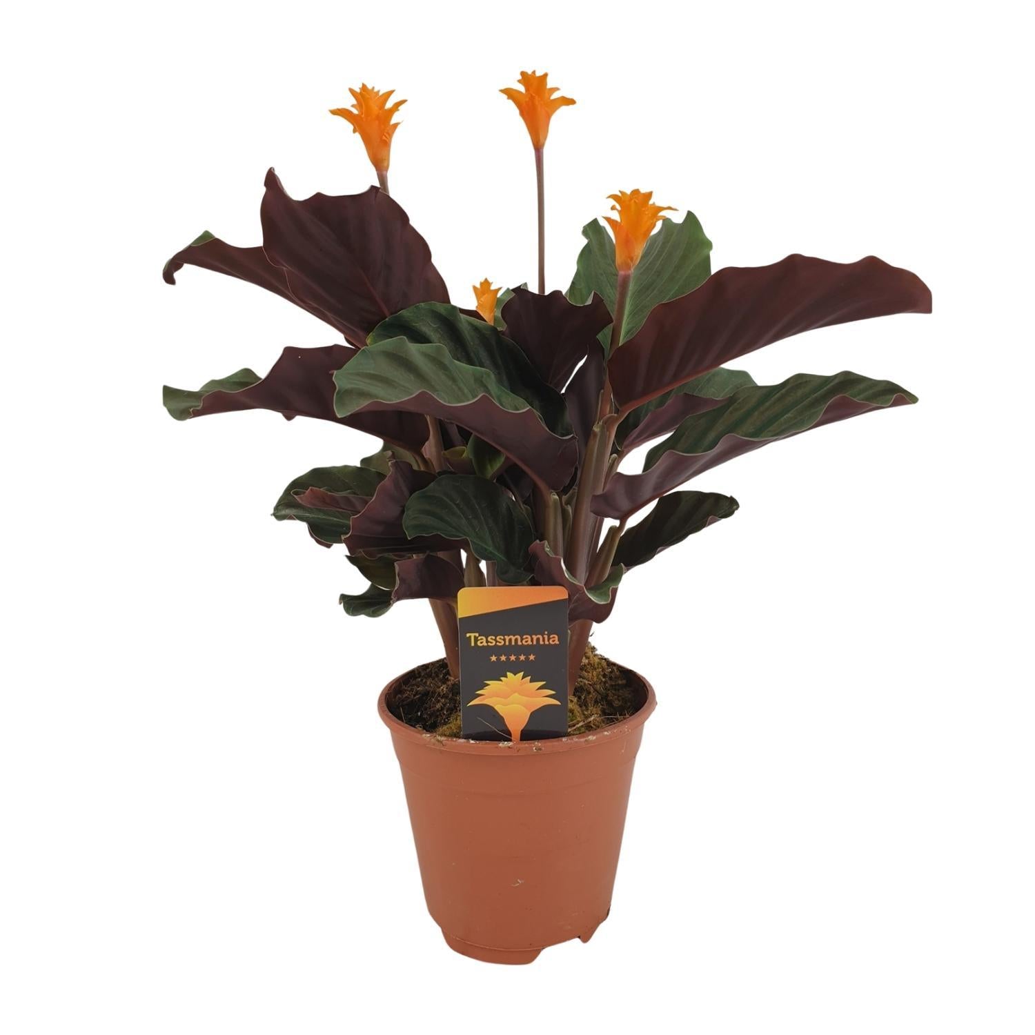 Flammendes Käthchen - Calathea Crocata - Ø14cm - ↕40cm