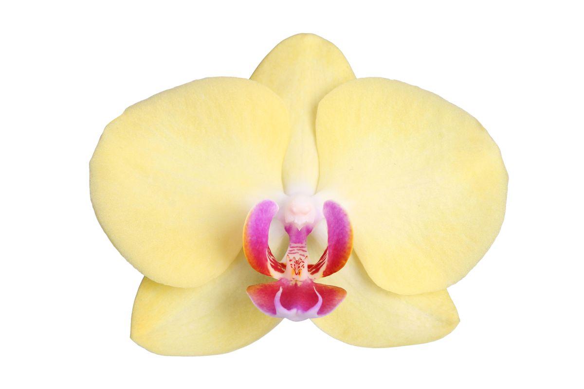 Orchidee Phalaenopsis Lime Light - 3 tak - 60 cm - Ø12cm