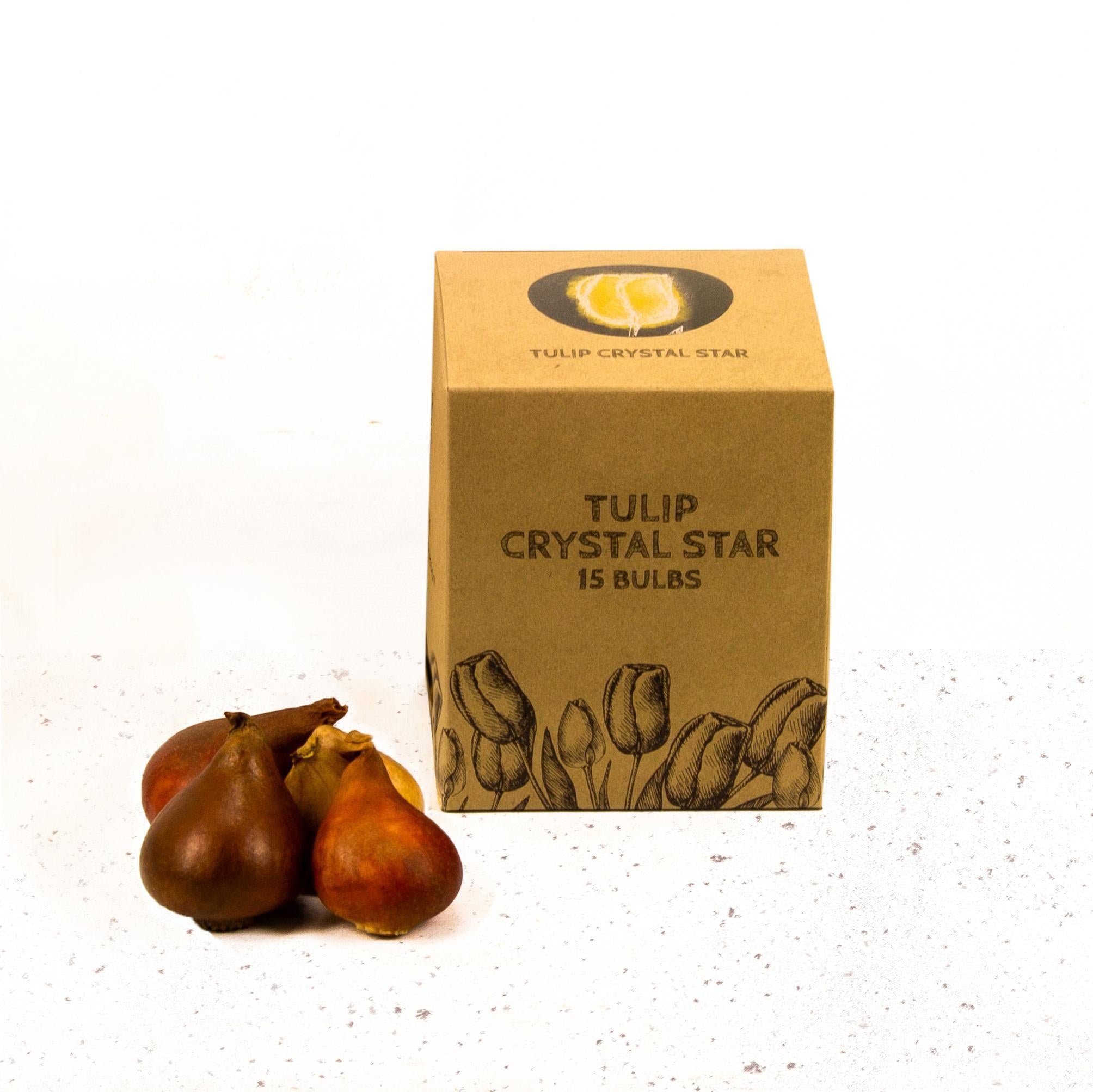 Tulpe Crystal Star - 15 Blumenzwiebeln - Größe 12+