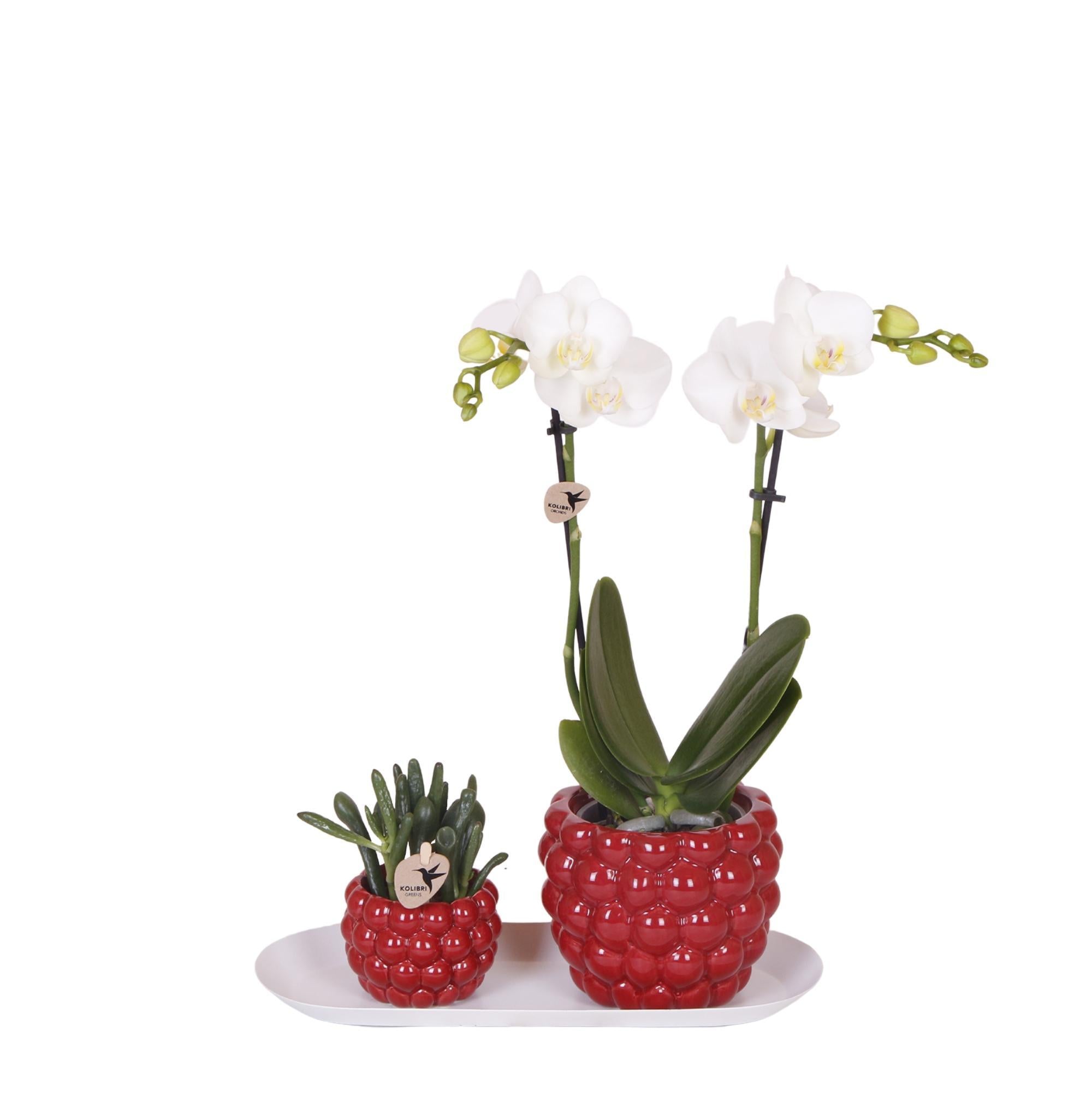 Hummingbird Company - Set witte orchidee en rhipsalis op bamboe dienblad