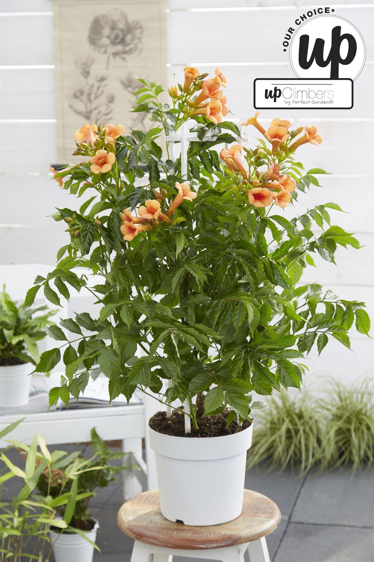 Campsis Indian Summer - Trompetbloem Oranje - Ø15 - ↨65cm