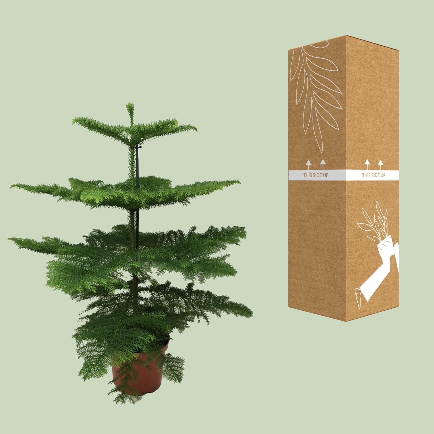 Araucaria - Ø21cm - ↕100cm