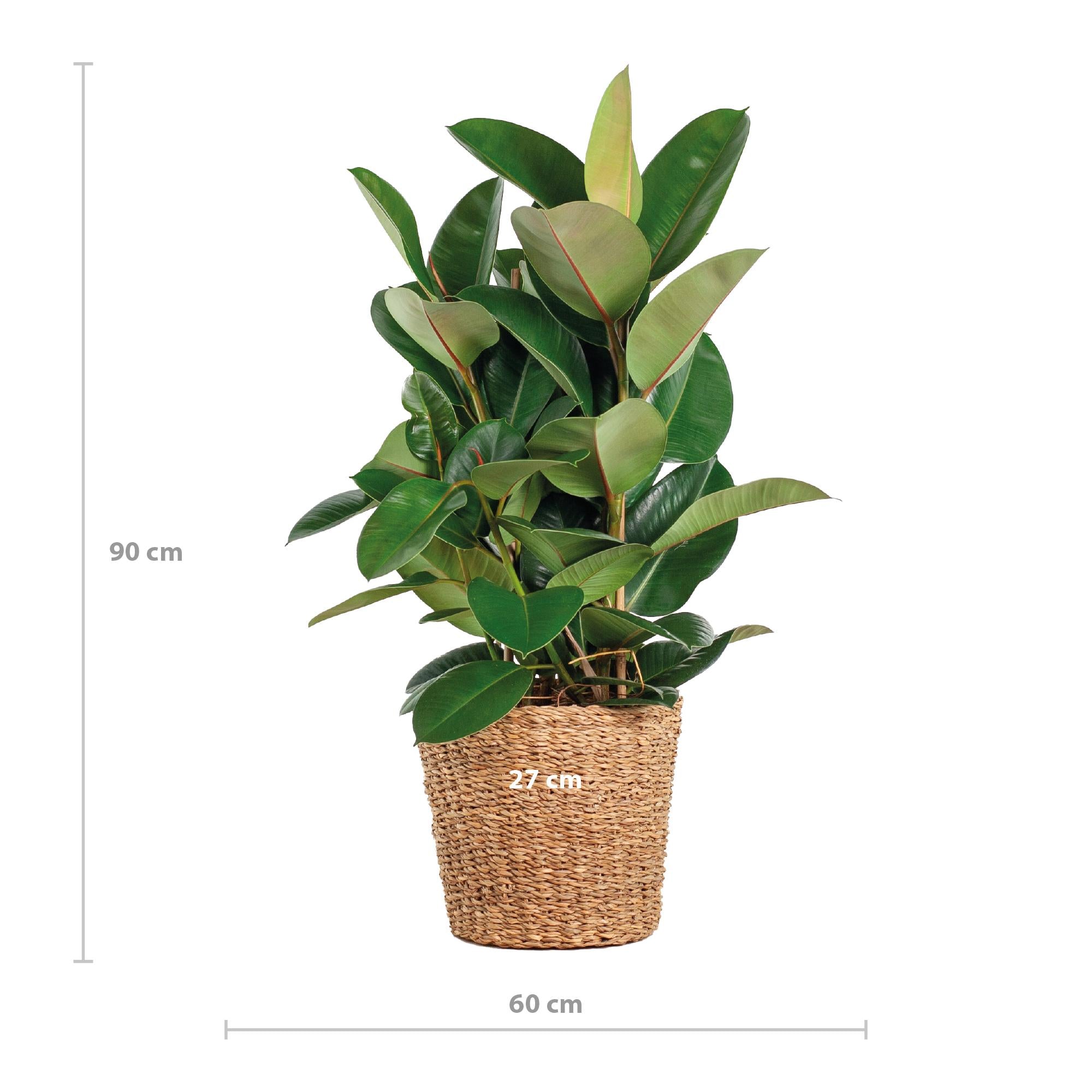 Gummibaum - Ficus Elastica Robusta XL mit Korb Torun - 90cm - Ø27