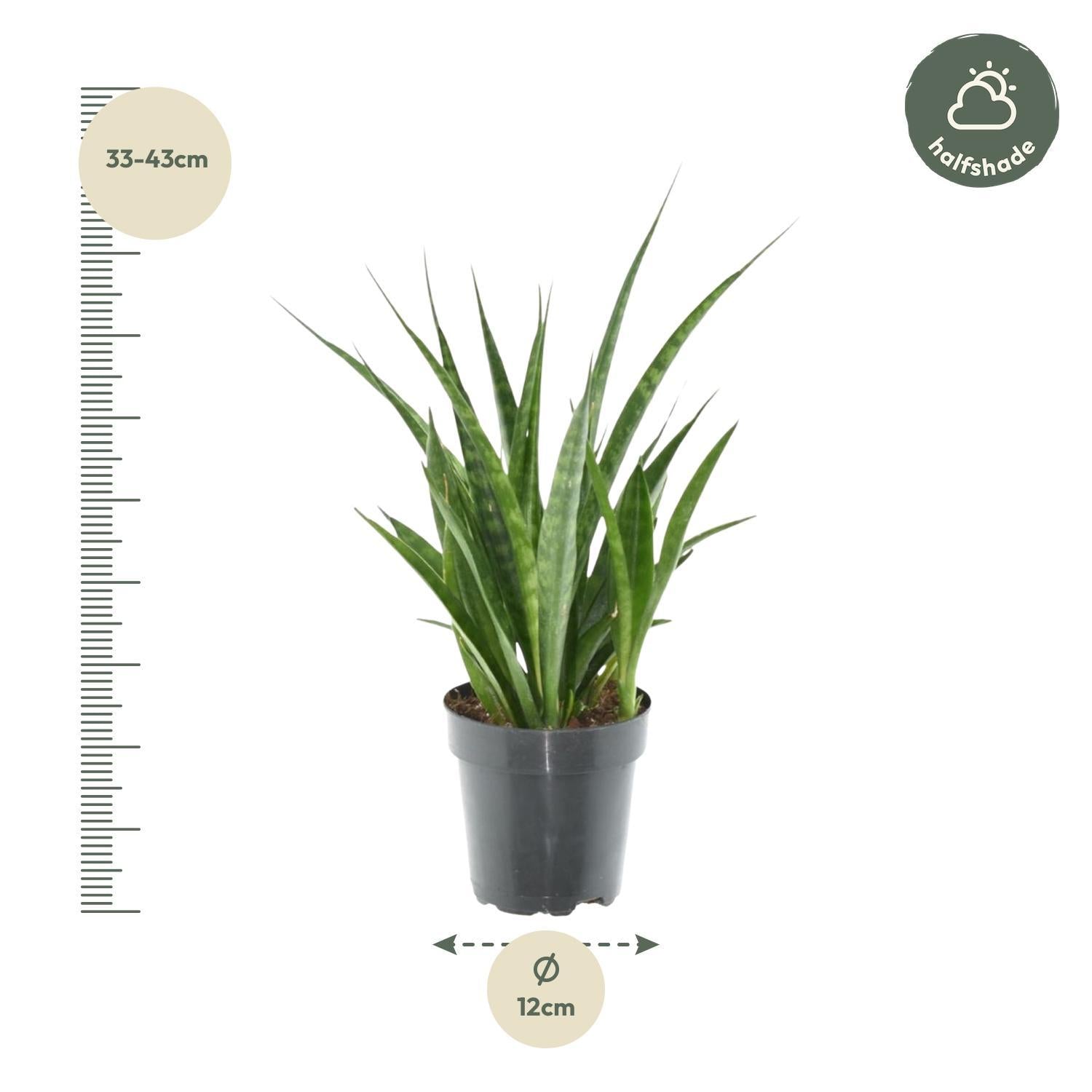 Sansevieria kirkii 'Vrienden' - 38 cm - ø12