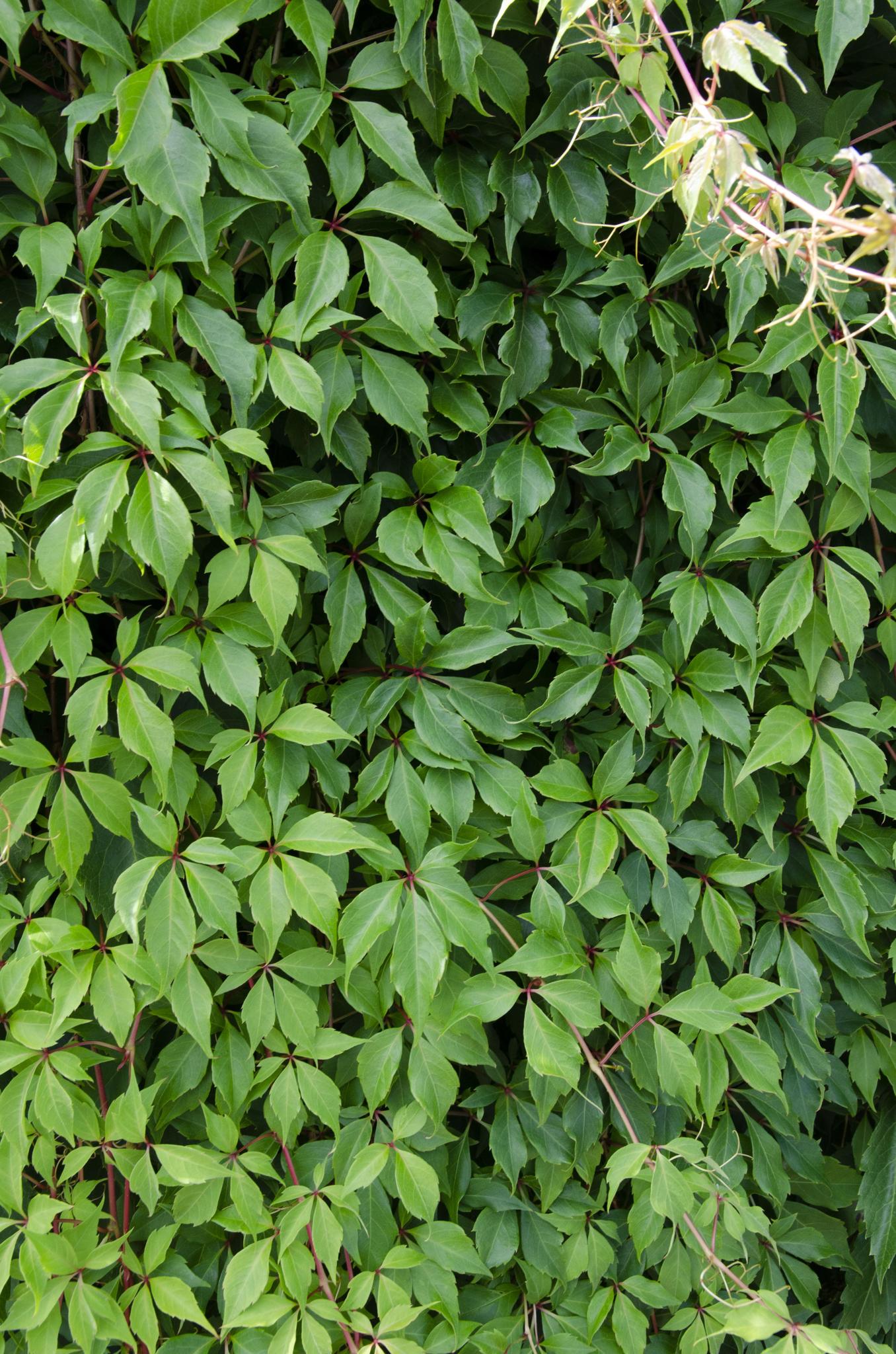 Wilder Wein 'Engelmannii' - Parthenocissus q. var. 'Engelmannii' - ↨65cm - Ø15 3 Stück