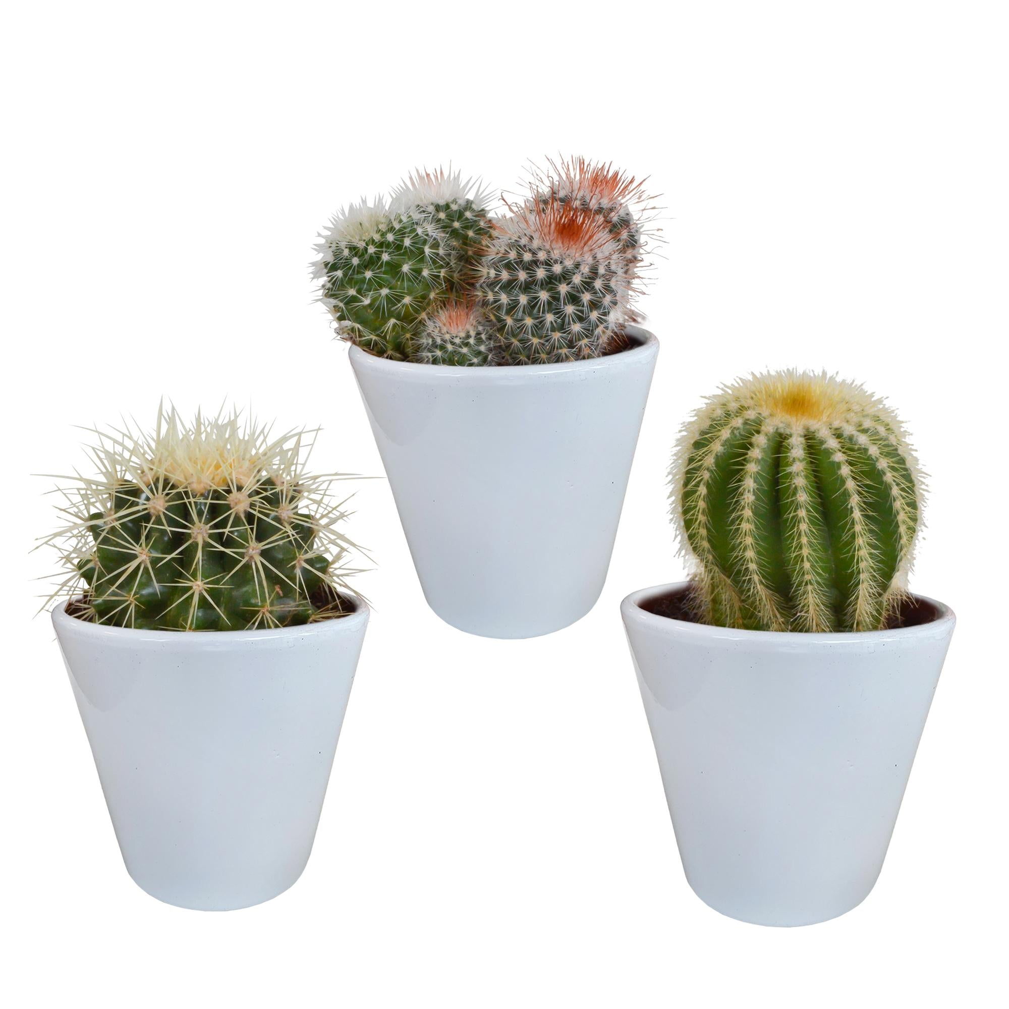 Kakteen Mix - Bolcactus-Mischung 8,5 cm - im weißen Topf    3 Stück