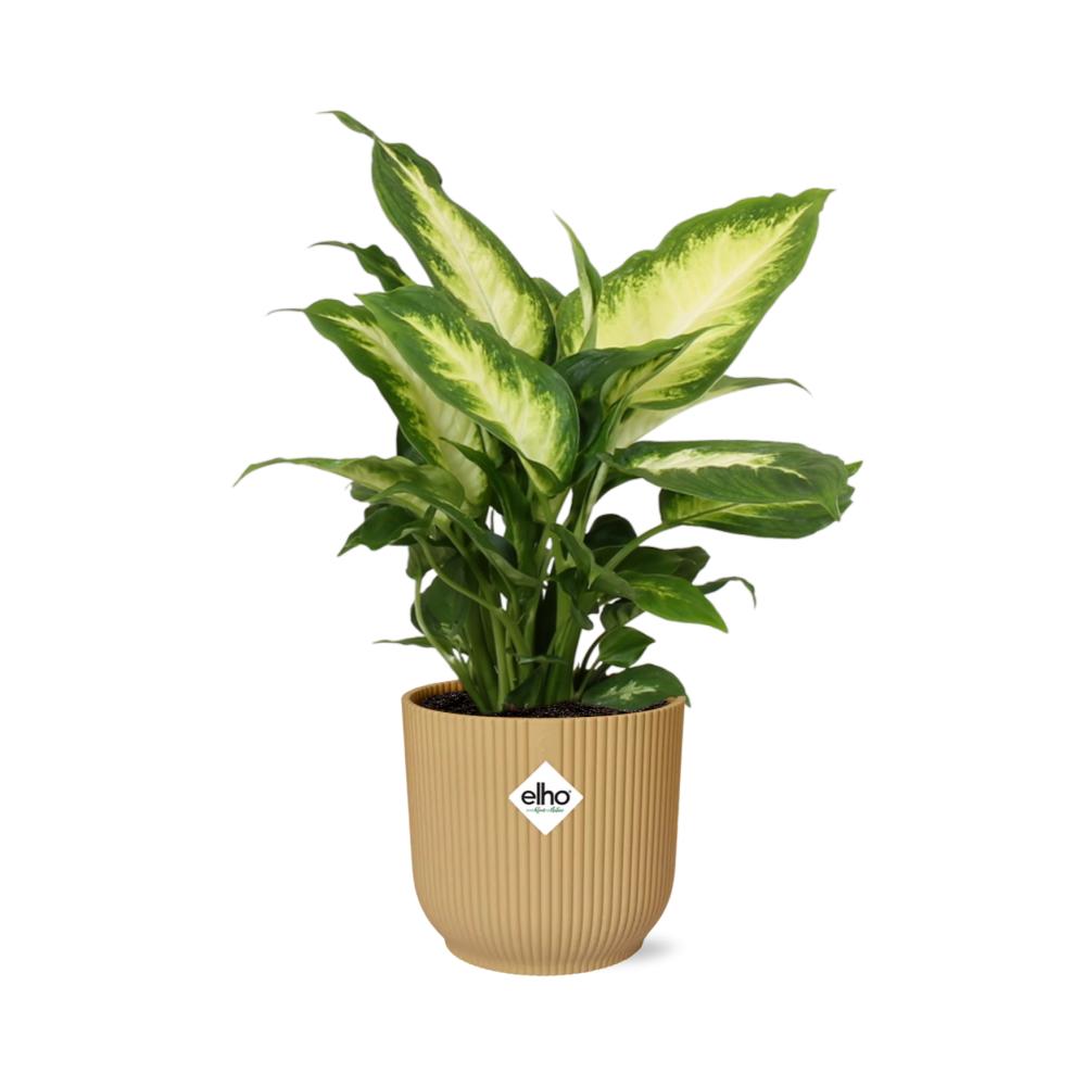 Dieffenbachia ‘Camilla’ in ELHO Vibes Fold 14cm Topf Gelb