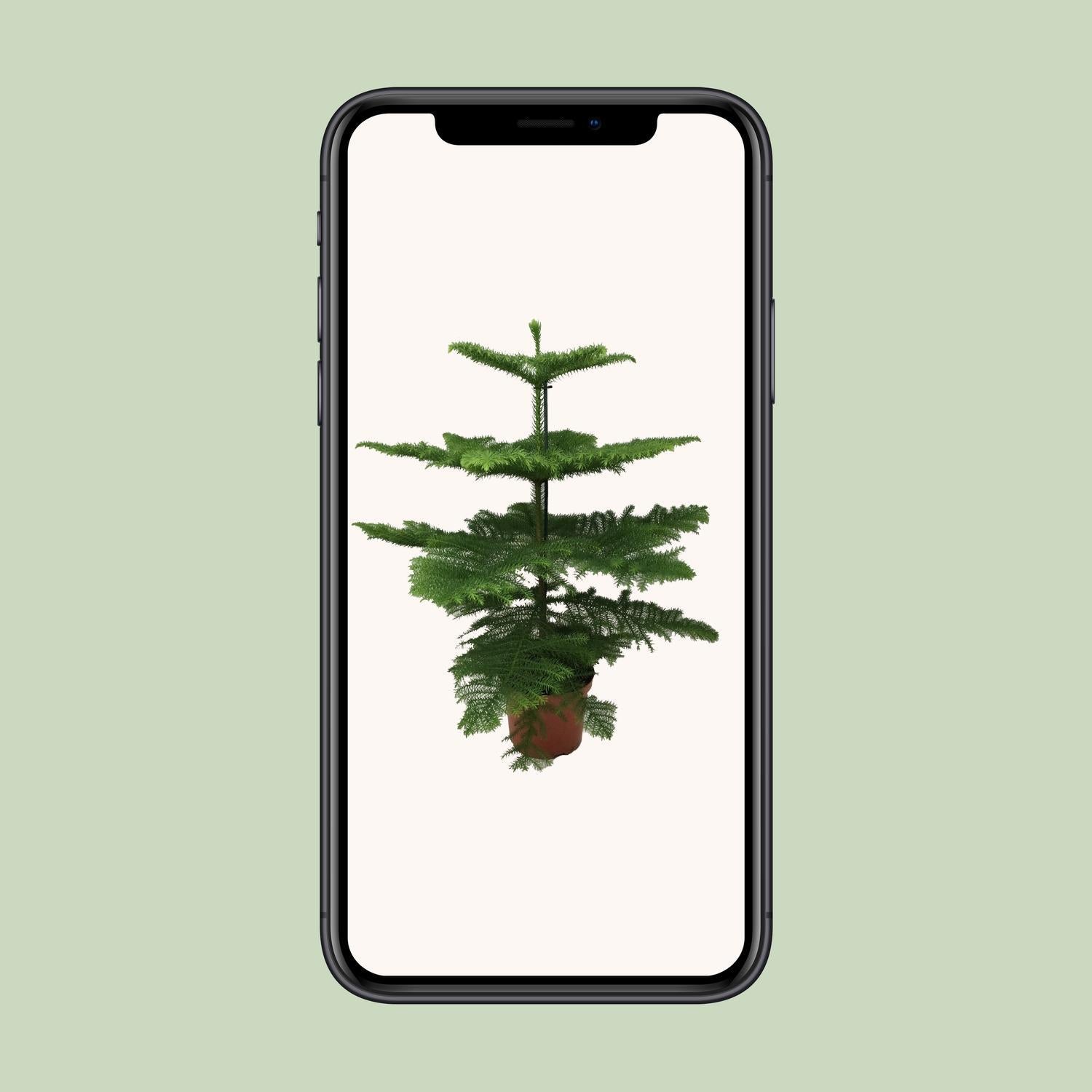 Norfolktanne  - Araucaria Heterophylla - Ø21 - ↨70cm