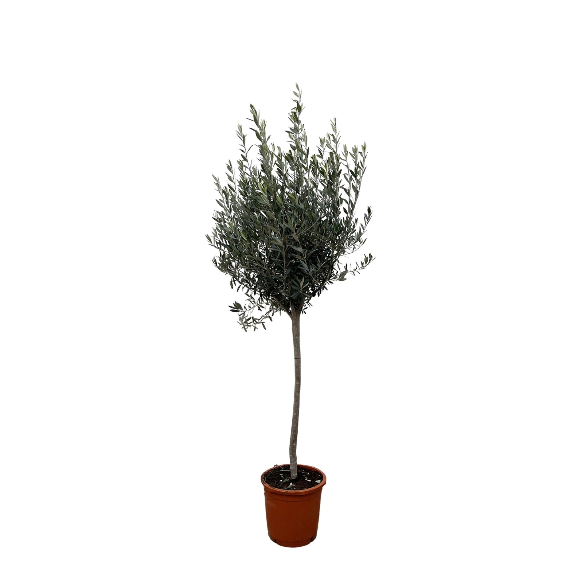 Olea Europaea Olive