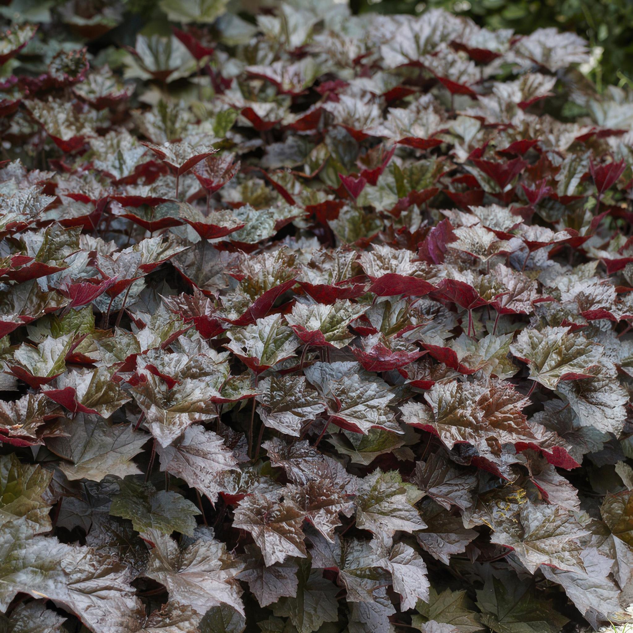 Purpurglöckchen -  Heuchera Micrantha 'Palace Purple' - ↕25cm - Ø9cm   12 Stück