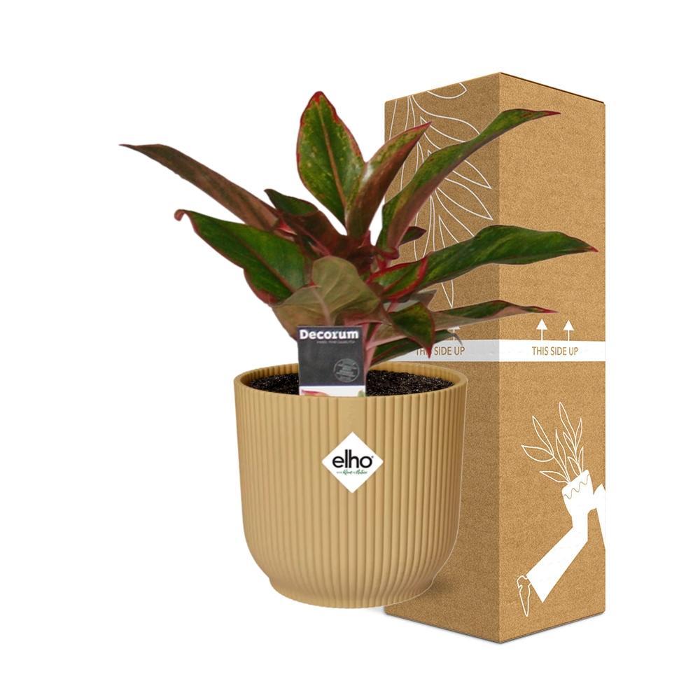 Kolbenfaden - Aglaonema Crete in ELHO Vibes Fold 14cm Topf gelb