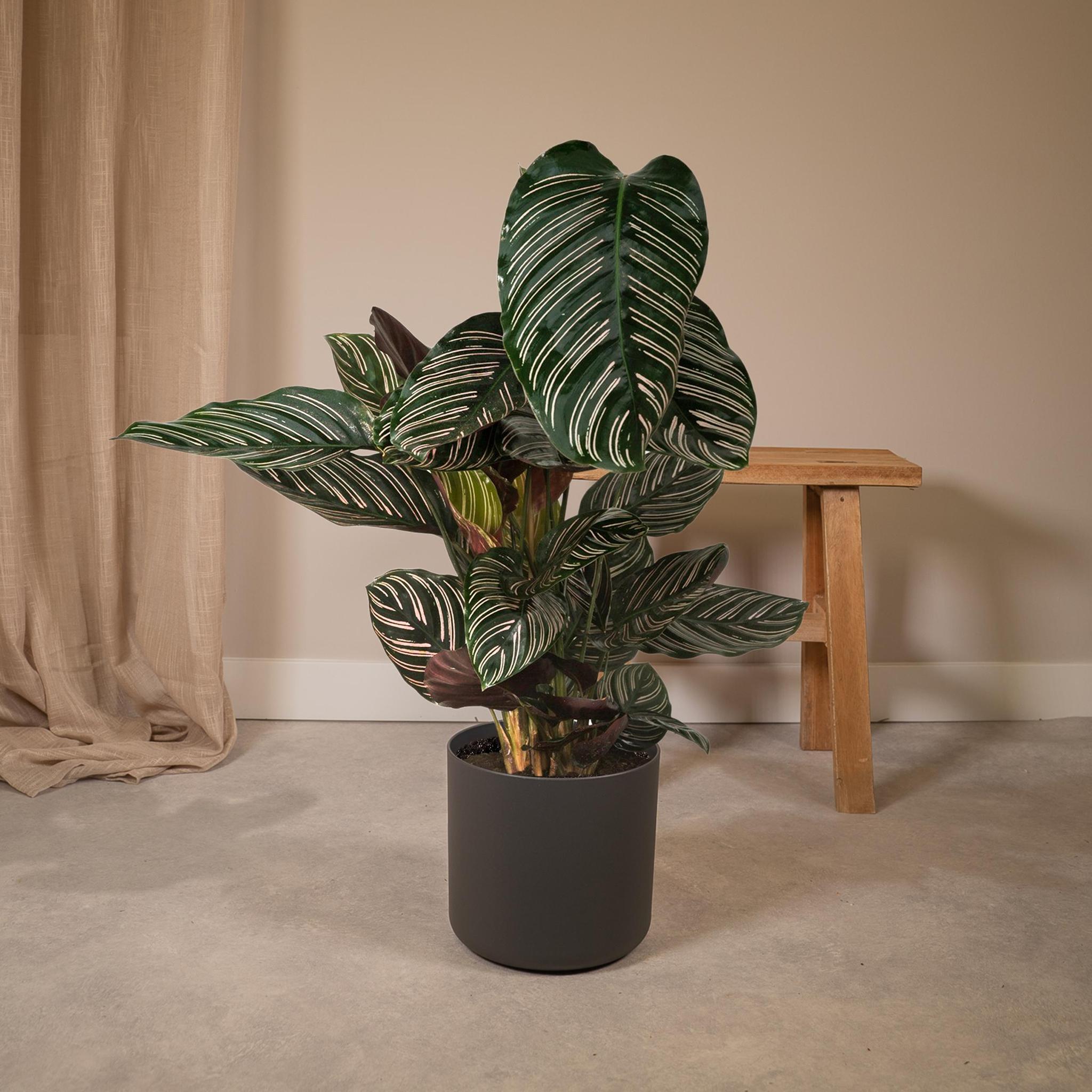 Gebetspflanze - Calathea Ornata - Ø19 - ↨75cm