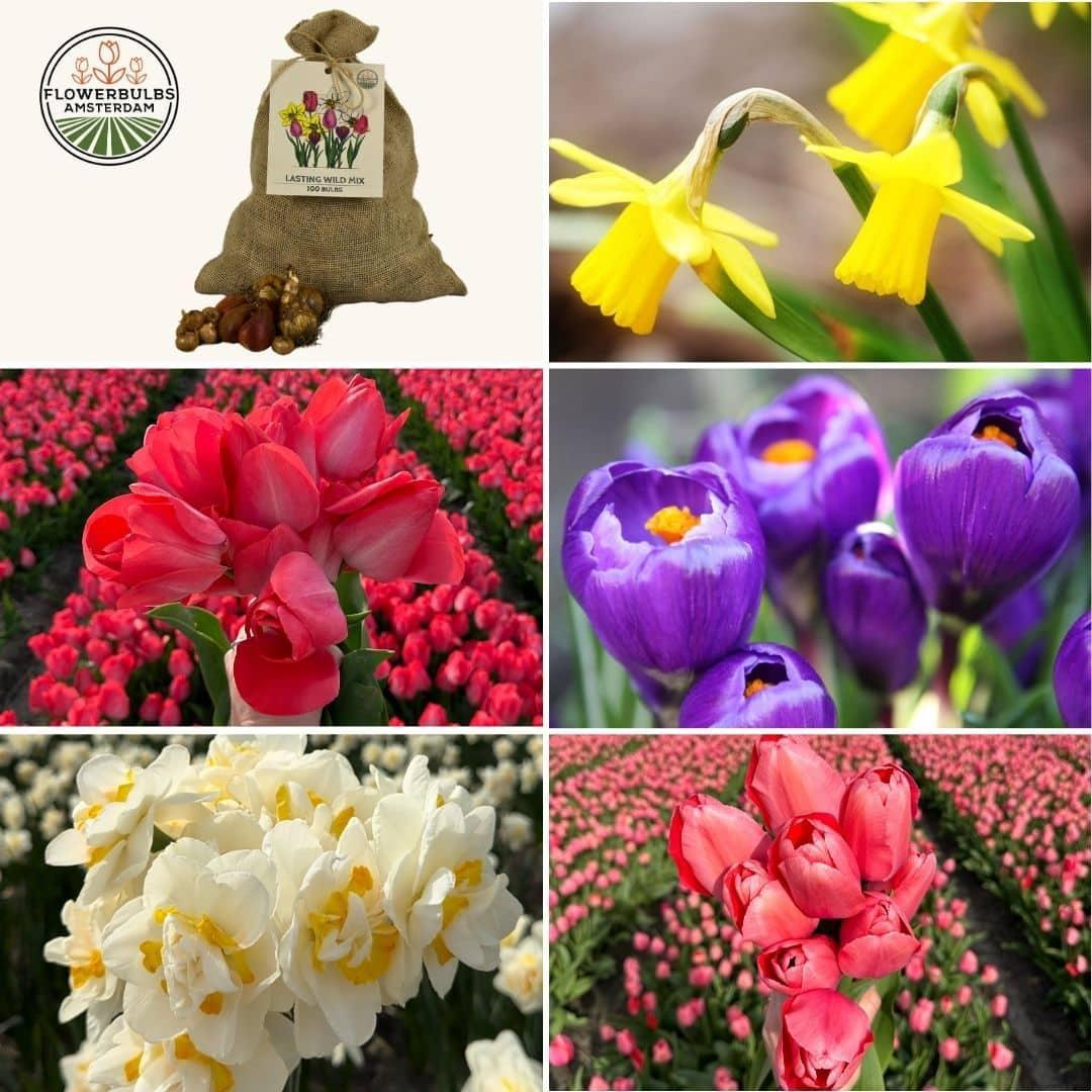 Frühlingsblumenzwiebeln Mix - Tulpen,Narzissen, Osterglocken u. Krokuse &nbsp;Super Lasting Wild Mix - Nachhaltige Vorteilspackung, 100 Blumenzwiebeln für 2,5 qm Blumenpracht