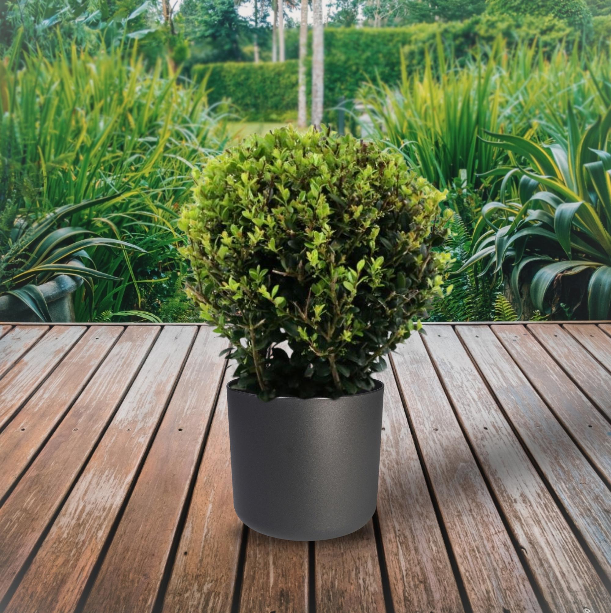 Ilex Crenata 'Jenny'® Ball Ø20cm P17 - Ø17cm - ↕40cm