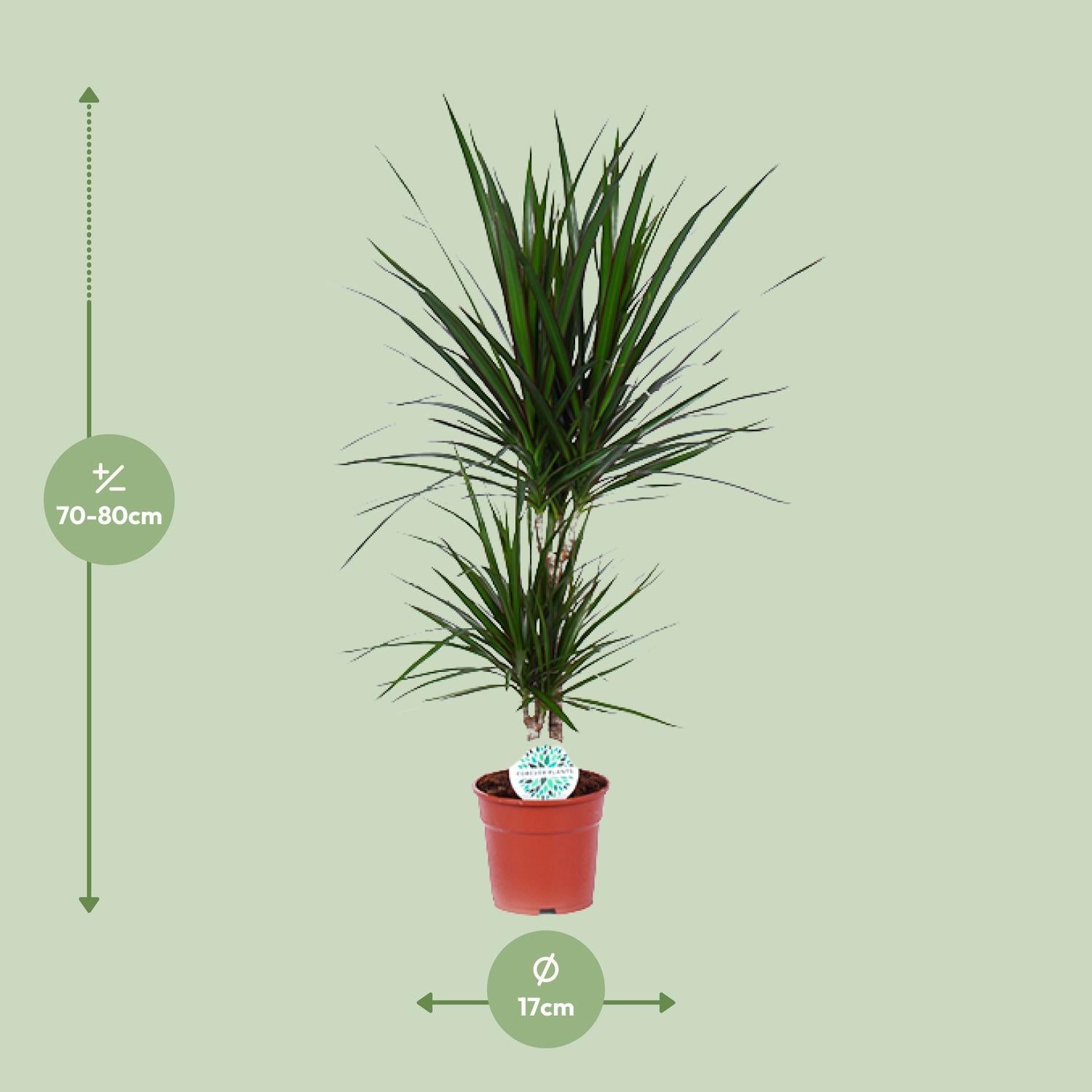 Drachenbaum Marginata - Dracaena Marginata - Ø17cm - ↕75cm