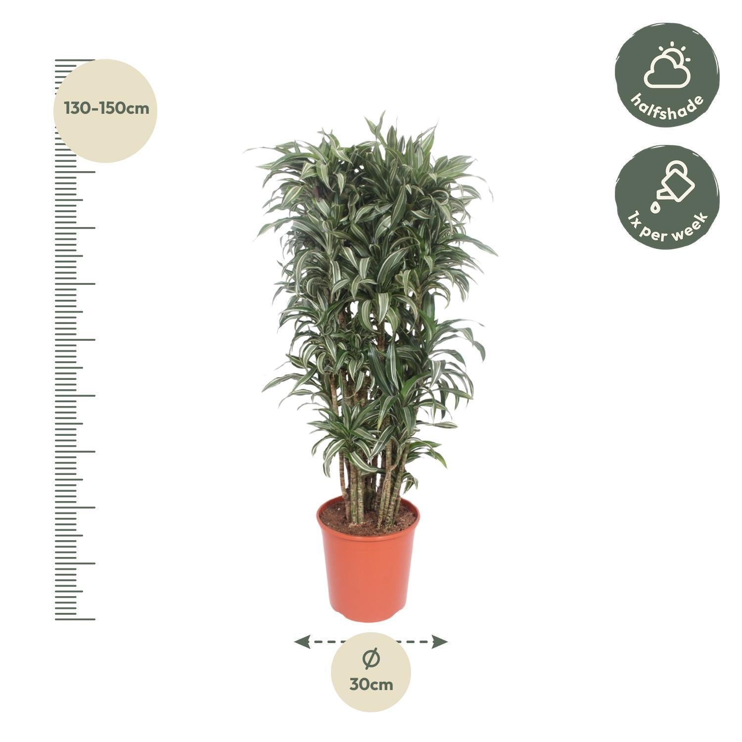 Drachenbaum Warneckei - Dracaena Warneckei compacta - 140 cm - ø30