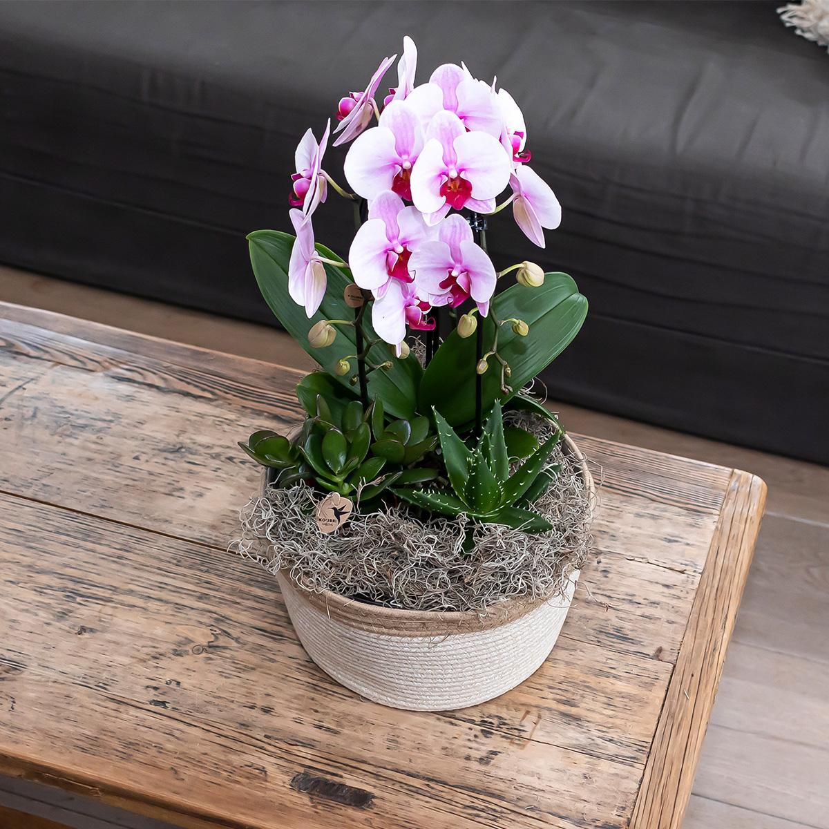 Orchidee rosa Phalaenopsis Orchidee - Niagara Fall - Topfgröße Ø12cm | blühende Zimmerpflanze - frisch vom Züchter