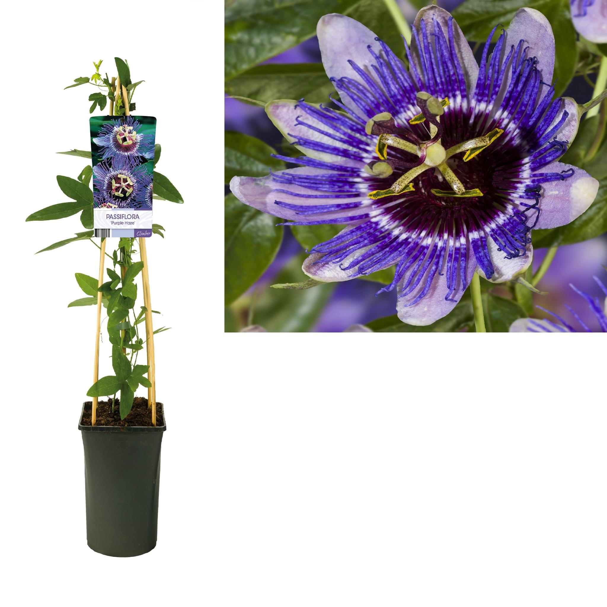 Passiflora 'Purple Haze' +light Label - Ø17cm - ↕75cm