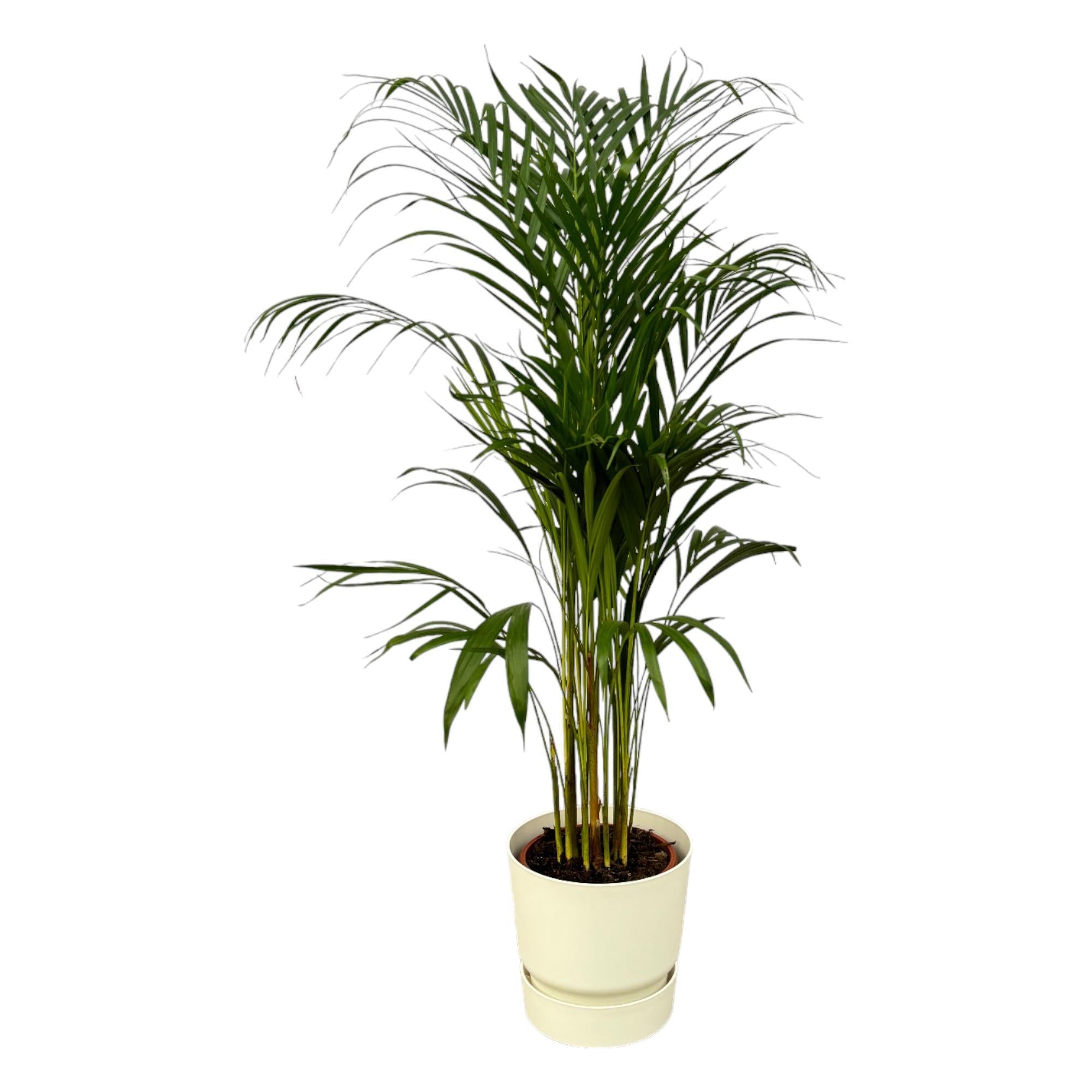 Arecapalme Dypsis lutescens – ↨110 cm – Ø21 cm inklusive elho Greenville Round Topf weiß D24xH23