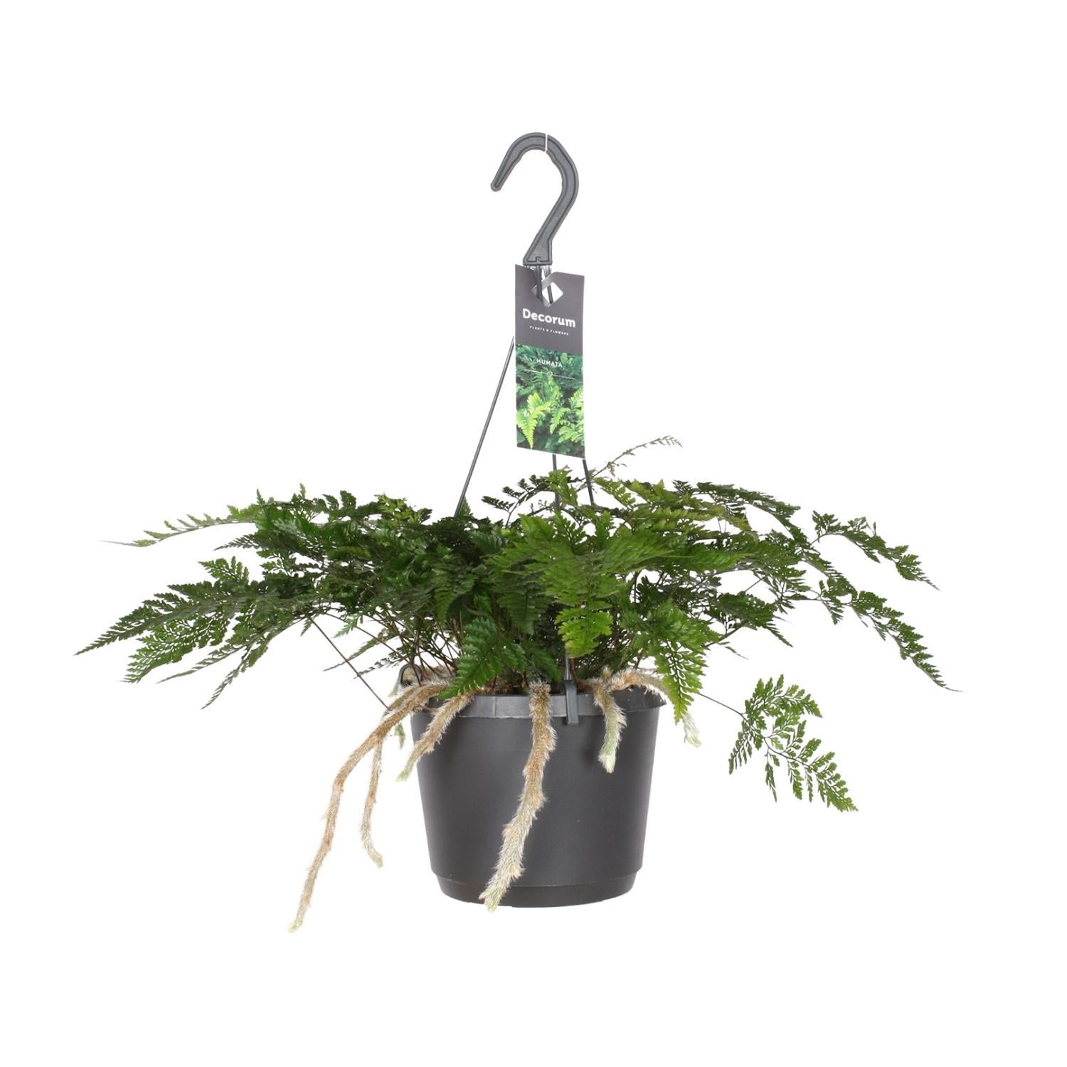 Hasenfußfarn auch Bärenfußfarn - Davallia Bullata - Ø17cm - ↕30cm