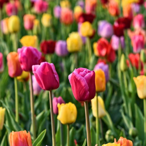 Tulpen Mix - Tulpenzwiebeln 20 Stück