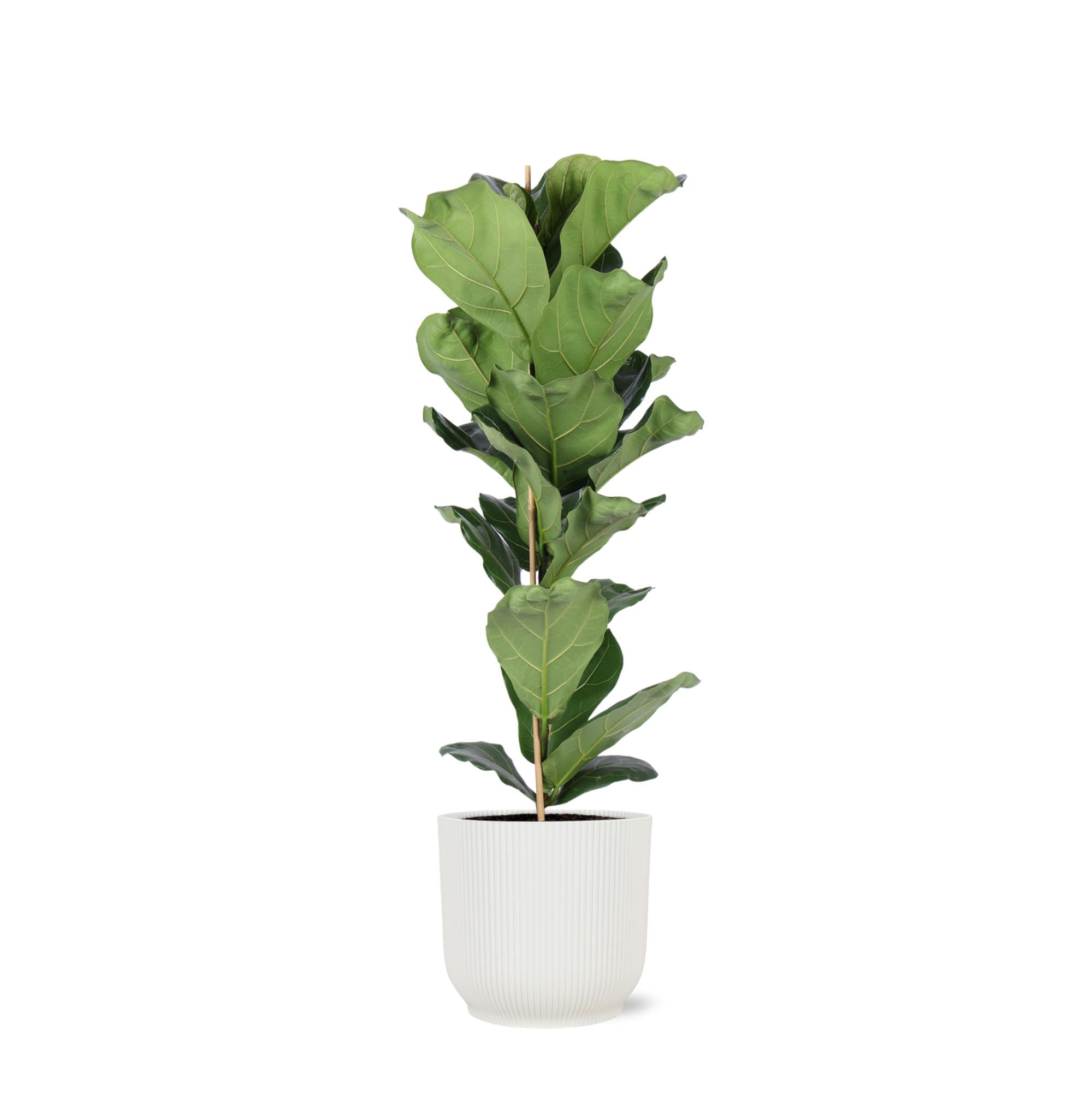 Geigenfeige - Ficus Lyrata – Ø21 cm – ↕90 cm im Vibes Topf weiß