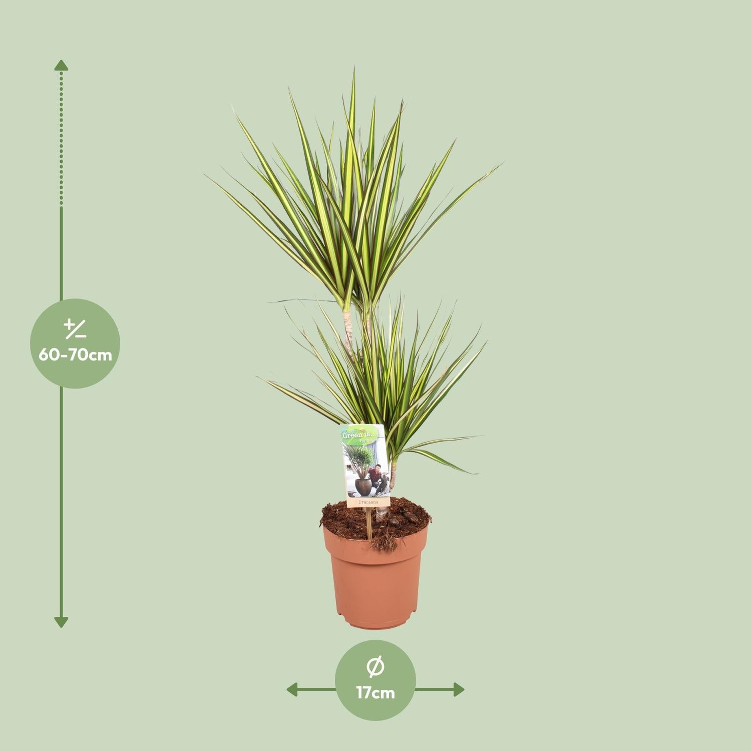 Dracaena Zonnestraal - Ø17 ↕70