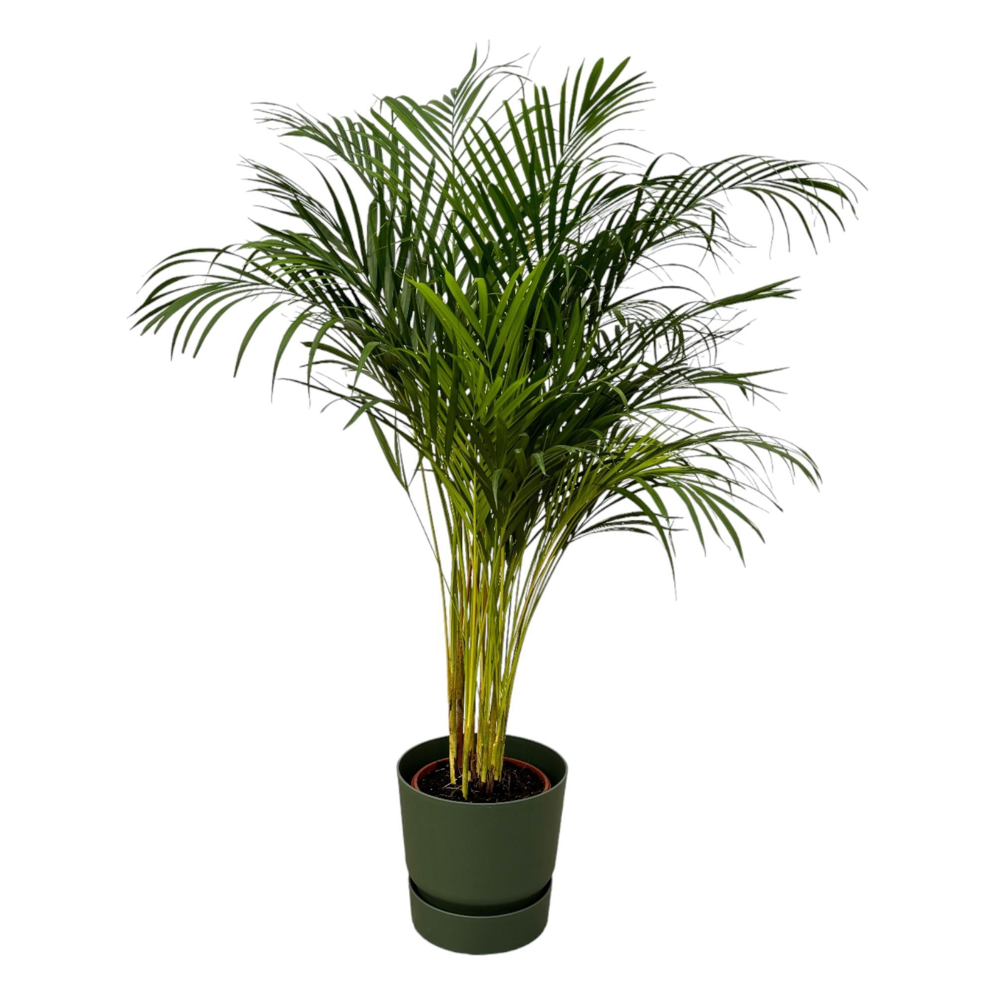 Arecapalme Dypsis lutescens – ↨130 cm – Ø24 cm inklusive elho Greenville Round Topf grün D30 x H28