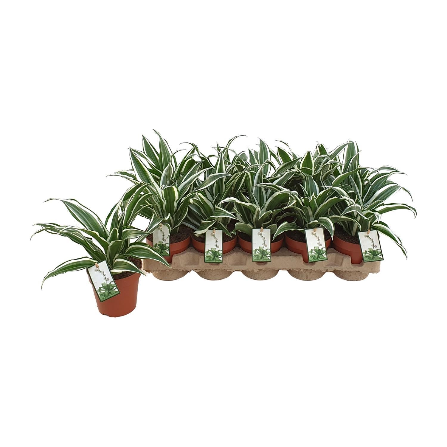 Dracaena Wit Juweel - Ø12cm - ↕25cm