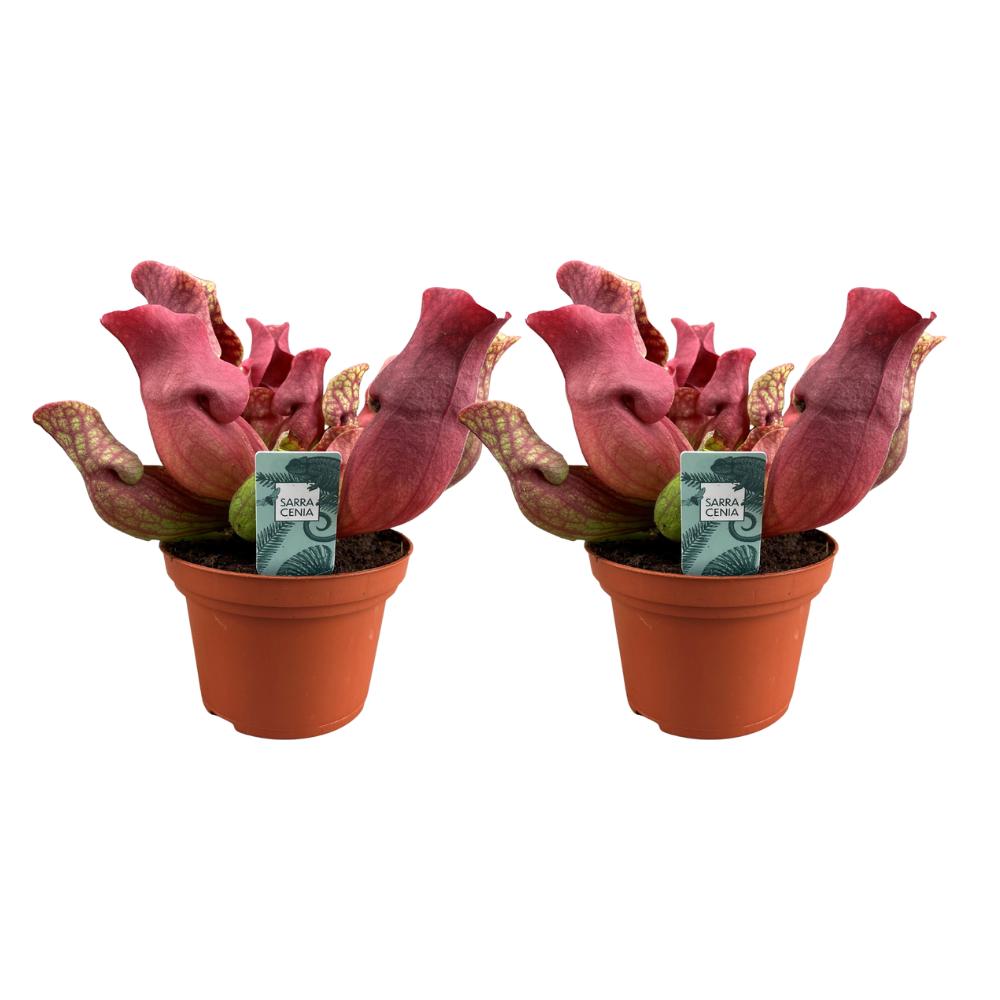 Sarracenia Maroon - 2 Stück - Ø12cm - ↕23cm