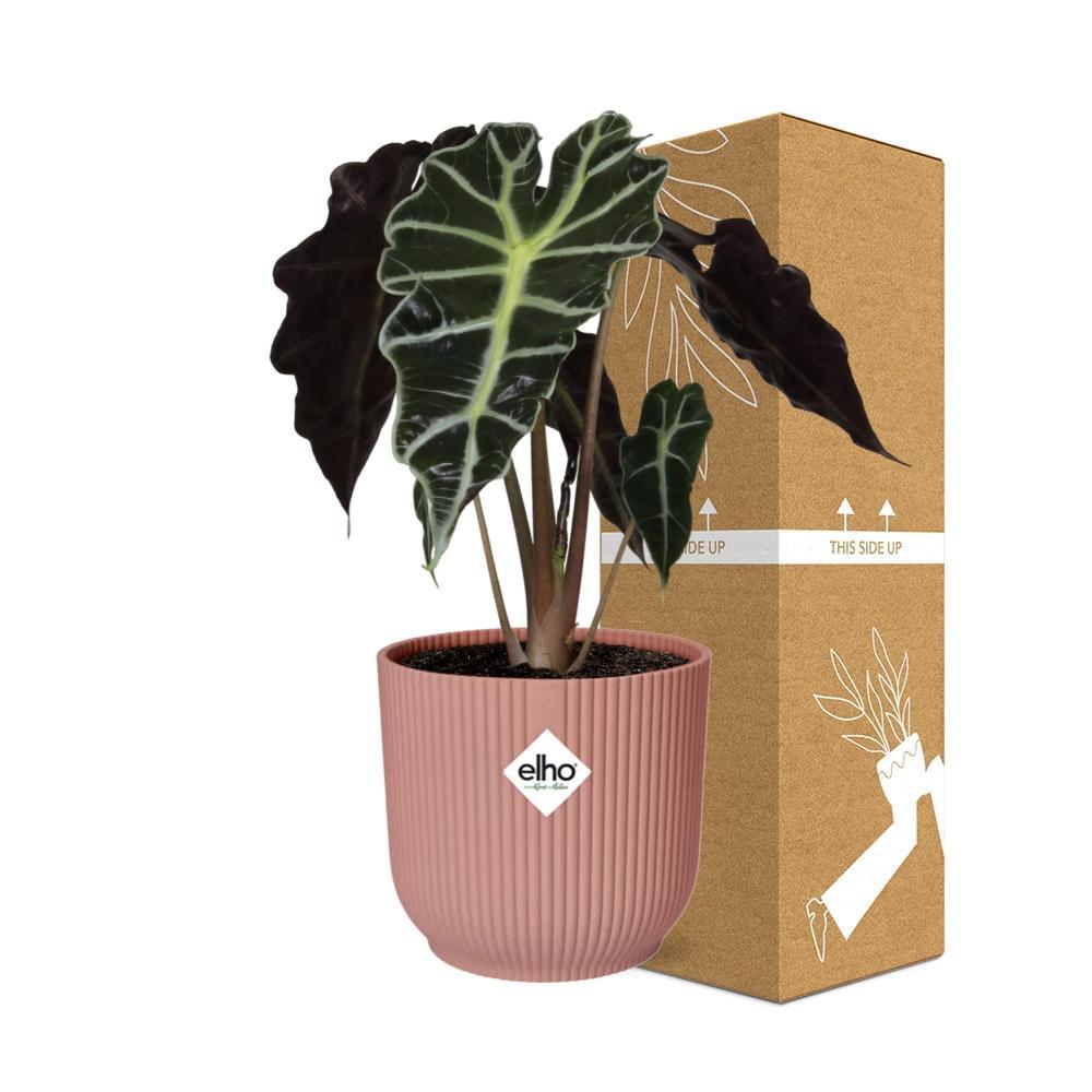 Elefantenohr - Alocasia Polly in ELHO Vibes Fold 14cm Topf rosa