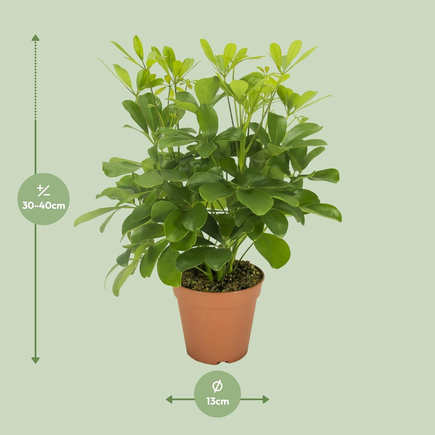 Schefflera Nora - Ø13cm - ↕35cm