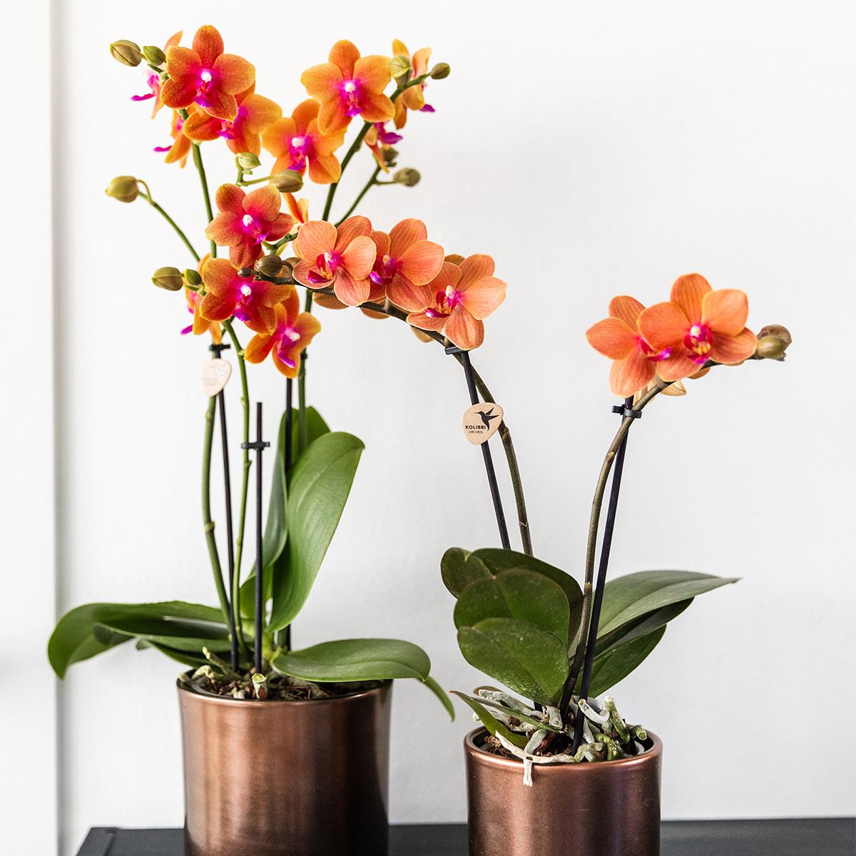 Hummingbird Orchids I COMBI-AANBIEDING van 2 geurige oranje Phalaenopsis orchideeën - potmaat Ø12cm | bloeiende kamerplant - vers van de veredelaar