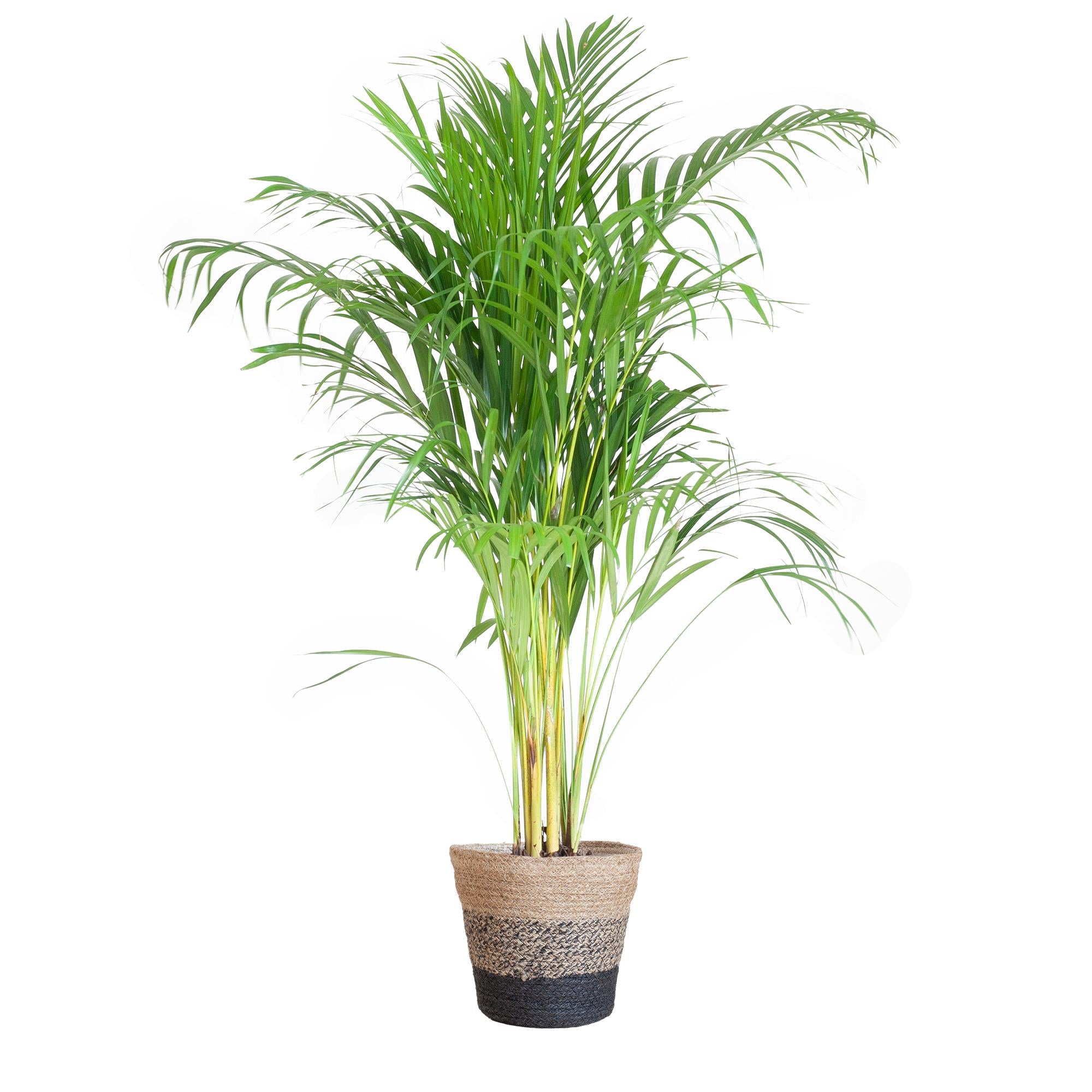 Arecapalme - Dypsis mit Lissabon-Korb Schwarz - 100cm - Ø21