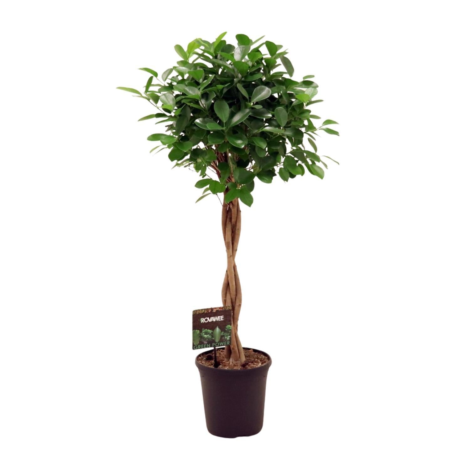 Lorbeerfeige Ficus microcarpa Moclame - Ø23cm - ↕110cm