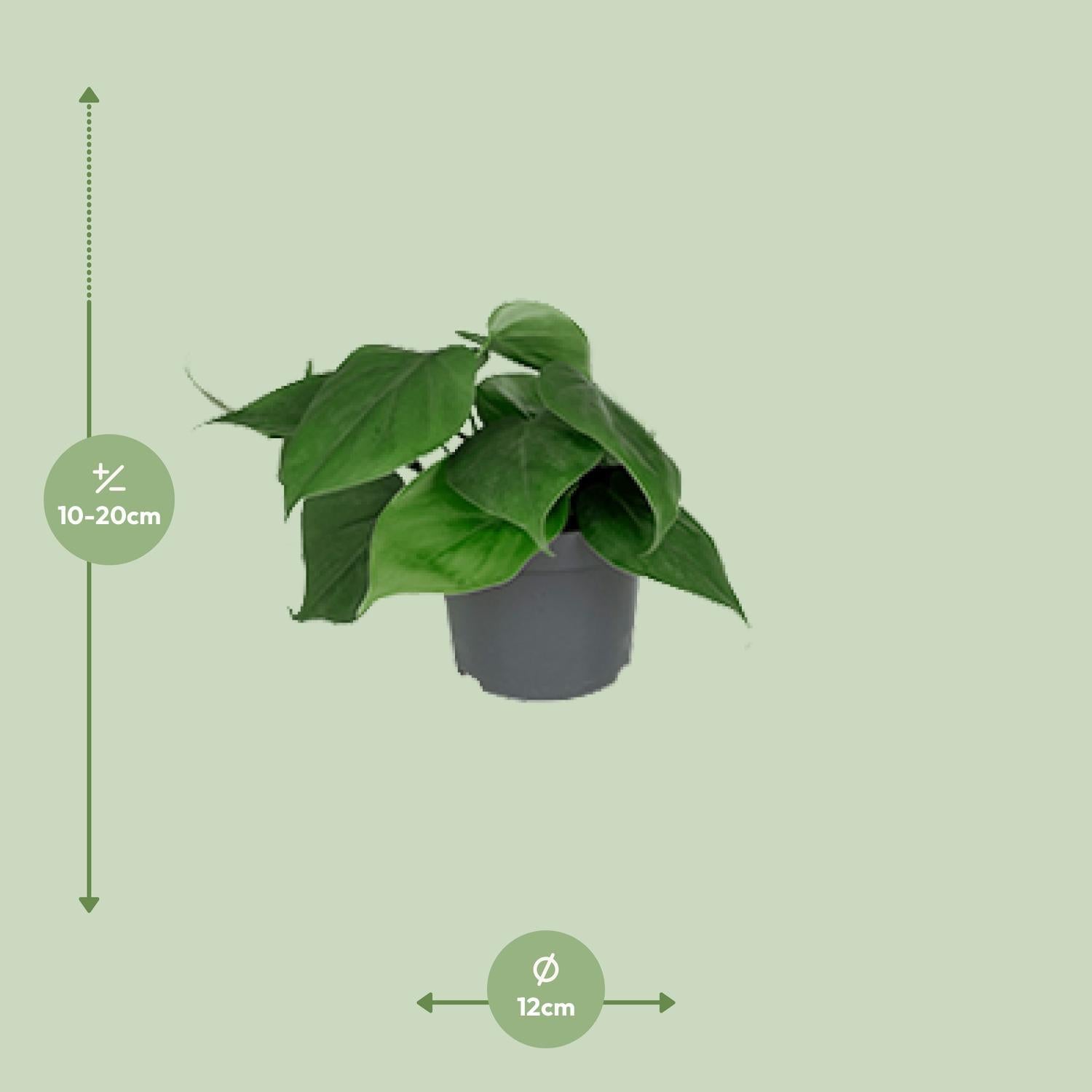 Herzblattphilodendron - Philodendron Scandens - Ø12cm - ↕15cm