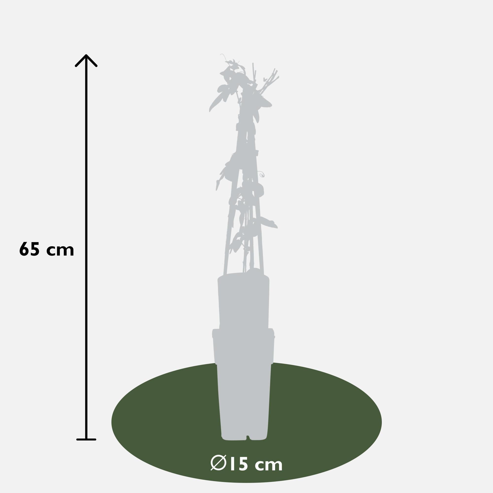 Passiflora 'Purple Haze' - ↨65cm - Ø15   4 stück