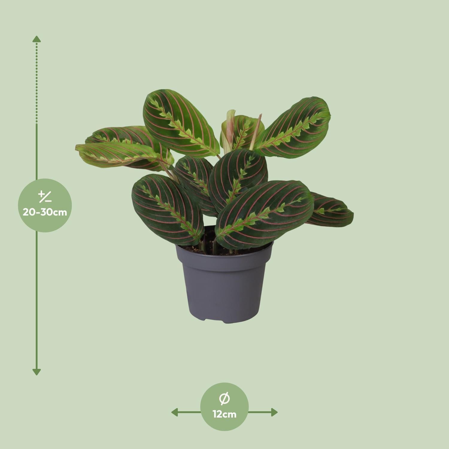 Calathea Leuconeura Rode Streep 12 Cm - Ø12cm - ↕25cm